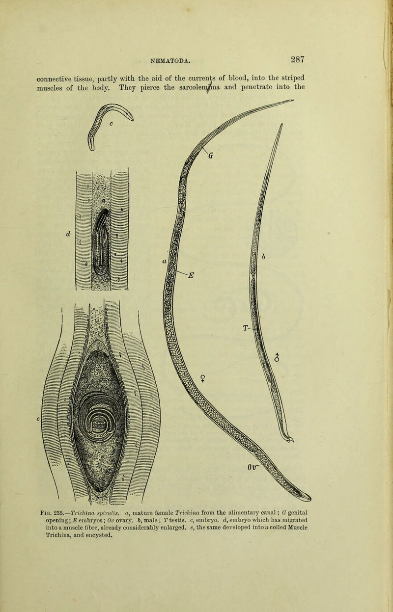 connective tissue, partly with the aid of the currents of blood, into the striped muscles of the body. They pierce the sarcolen^na and penetrate into the Fig. 235.—Trichina sph-alis. a, mature female Trichina from the alimentary canal; G genital opening; E embryos; Oy ovary, b, male ; T testis, c, embryo, d, embryo which has migrated into a muscle fibre, already considerably enlarged, e, the same developed into a coiled Muscle Trichina, and encysted.