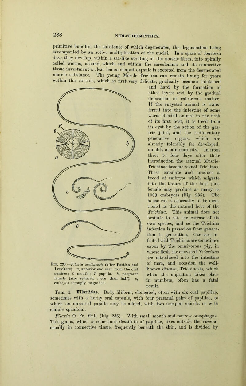 primitive bundles, the substance of which degenerates, the degeneration being accompanied by an active multiplication of the nuclei. In a space of fourteen days they develoj), -within a sac-like swelling of the muscle fibres, into spirally coiled worms, around which and within the sarcolemma and its connective tissue investment a clear lemon-shaped capsule is excreted from the degenerated muscle substance. The young Muscle-Trichina can remain living for years within this caj)sule, which at first vei-y delicate, gradually becomes thickened Fig. 236.—Filaria medinensis (after Bastian and Leuckart). a, anterior end seen from the oral surface; 0 mouth; P papilla. 6, pregnant female (size reduced more than half), c, embryos strongly magnified. and hard by the formation of other layers and by the gradual deposition of calcareous matter. If the encysted animal is trans- ferred into the intestine of some warm-blooded animal in the flesh of its first host, it is freed from its cyst by the action of the gas- tric juice, and the rudimentary generative organs, which are already tolerably far develojied, quickly attain maturity. In from three to four days after their introduction the asexual Muscle- Trichinas become sexual Trichinas These copulate and produce a brood of embryos which migrate into the tissues of the host (one female may produce as many as 1000 embryos) (Fig. 235). The house rat is especially to be men- tioned as the natural host of the Trichina. This animal does not hesitate to eat the carcase of its own species, and so the Trichina infection is passed on from genera- tion to generation. Carcases in- fected with Trichinas are sometimes eaten by the omnivorous pig, in whose flesh the encysted Trichinas are introduced into the intestine of man, and occasion the well- known disease. Trichinosis, which when the migration takes place in numbers, often has a fatal result. Fam. 4. Filariidae. Body filiform, elongated, often with six oral papillae, sometimes with a horny oral capsule, with four praeanal pairs of papillae, to which an unpaired jia2iilla may be added, with two unequal siiicula or with simple sinculum. Filaria 0. Fr. Mtill. (Fig. 236). With small mouth and narrow oesophagus. This genus, which is sometimes destitute of papillae, lives outside the viscei-a, usually in connective tissue, frequently beneath the skin, and is divided by