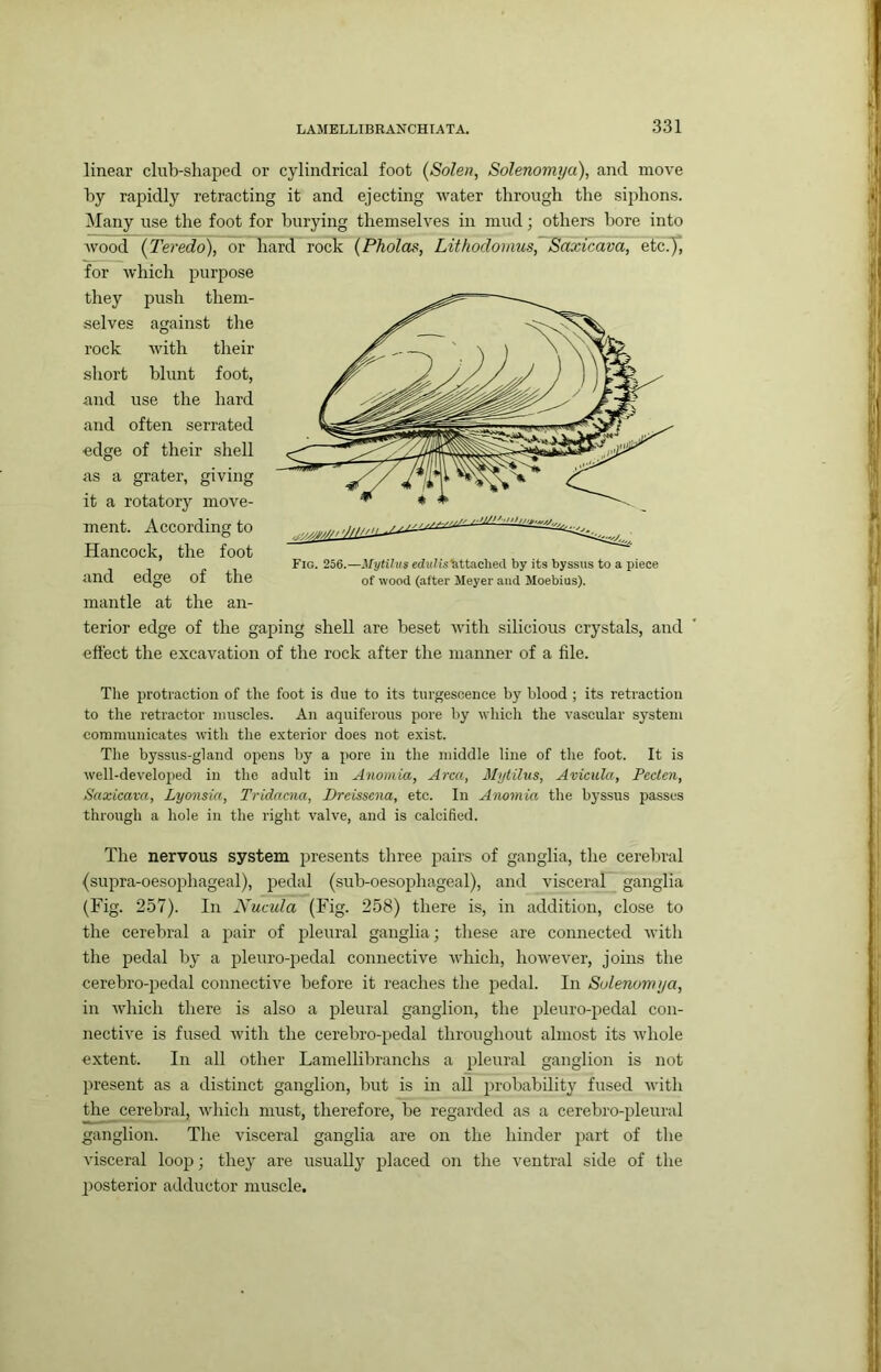 linear club-shaped or cylindrical foot (Solen, Solenomya), and move by rapidly retracting it and ejecting water through the siphons, ^lany use the foot for burying themselves in mud; others bore into wood {Teredo), or hard rock (Pholas, Lithodomus, Saxicava, etc.f, for Avhich purpose they push them- selves against tlie rock with their short blunt foot, and use the hard and often serrated edge of their shell as a grater, giving it a rotatory move- ment. According to Hancock, the foot and edge of the mantle at the an- terior edge of the gaping shell are beset with silicious crystals, and effect the excavation of the rock after the manner of a file. The protraction of the foot is due to its turgesoence by blood ; its retraction to the retractor muscles. An aquiferous pore by which the vascular system communicates with the exterior does not exist. The byssus-gland opens by a pore in the middle line of the foot. It is well-developed in the adult in Anomia, Area, Mytilus, Avieula, Pcclen, Saxicava, Lyonsia, Tridncna, Dreissena, etc. In Anomia the byssus passes through a hole in the right valve, and is calcified. The nervous system presents three pairs of ganglia, the cerebral (suiDra-oesophageal), pedal (sub-oesophageal), and visceral ganglia (Fig. 2.57). In Nucula (Fig. 258) there is, in addition, close to the cerebral a pair of pleural ganglia; these are connected with the pedal by a pleuro-pedal connective which, however, joins the cerebro-pedal connective before it reaches the pedal. In Solenomya, in which there is also a pleural ganglion, the pleuro-pedal con- nective is fused with the cerebro-pedal throughout almost its whole extent. In all other Lamellibranchs a pleural ganglion is not present as a distinct ganglion, but is in all probability fused with the cerebral, which must, therefore, be regarded as a cerebro-pleural ganglion. The visceral ganglia are on the hinder part of tlie visceral loop; they are usually placed on the ventral side of the posterior adductor muscle. Fio. 256.—Mytilus edu^islittached by its byssus to a piece of wood (after Meyer and Moebius).