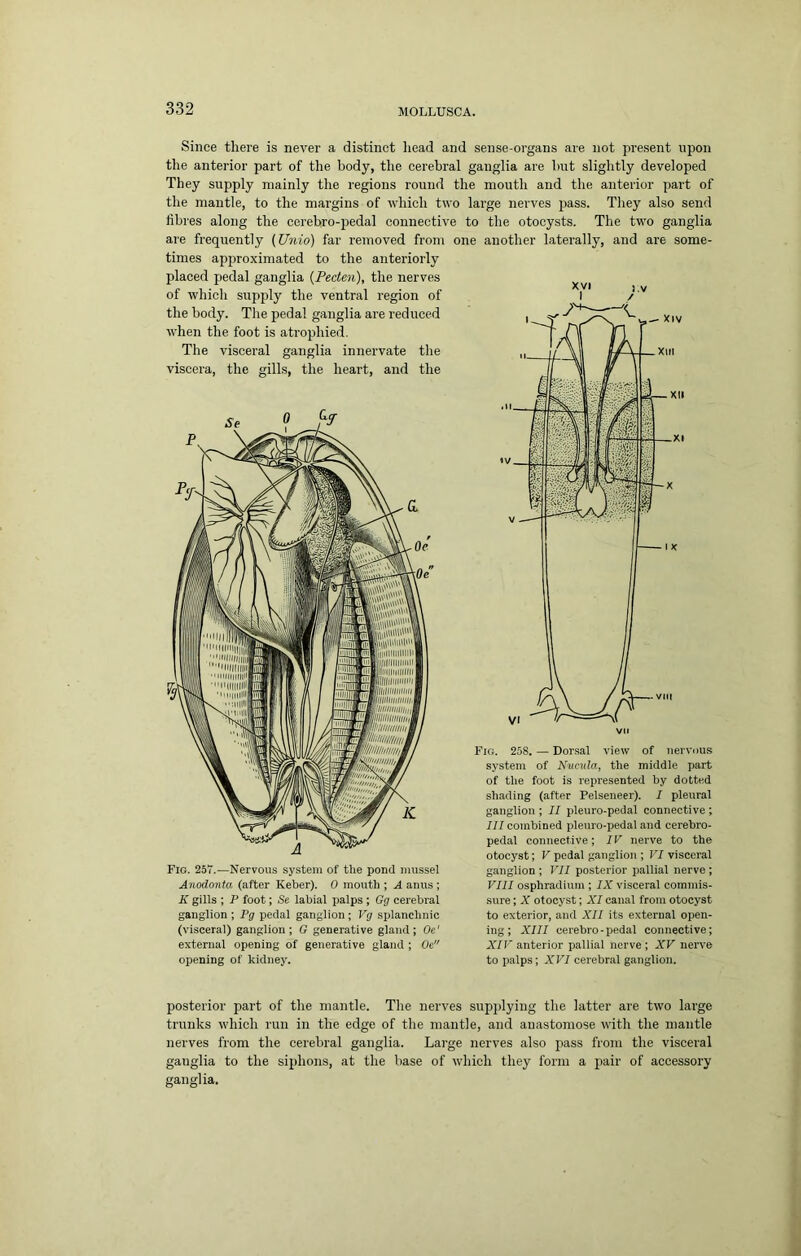 Since there is never a distinct liead and sense-organs are not present upon the anterior part of the body, tlie cerebral ganglia are but slightly developed They supply mainly the regions round the mouth and the anterior part of the mantle, to the margins of 'which two large nerves pass. They also send fibres along the cerebro-pedal connective to the otocysts. The two ganglia are frequently (Unio) far removed from times approximated to the anteriorly placed pedal ganglia {Pecten), the nerves of which supply the ventral region of the body. Tlie pedal ganglia are reduced when the foot is atrophied. The visceral ganglia innervate the viscera, the gills, the heart, and the Fig. 25T.—Nervous system of the pond inussel Anodonta (after Keber). 0 mouth ; A anus ; K gills ; P foot; Se labial palps ; Gg cerebral ganglion ; Pg pedal ganglion; Vg splanchnic (visceral) ganglion; G generative gland; Oe' external opening of generative gland ; Oe opening of kidney. one another laterally, and are some- Fig. 258. — Dorsal view of nervous system of Nucula, the middle part of the foot is represented by dotted shading (after Pelseneer). I pleural ganglion ; II pleuro-pedal connective ; III combined pleuro-pedal and cerebro- pedal connective ; IF nerve to the otocyst; V pedal ganglion ; VI visceral ganglion ; VII posterior pallial nerve ; VIII osphradium ; IX visceral commis- sure ; X otocyst; XI canal from otocyst to exterior, and XII its external open- ing; XIII cerebro-pedal connective; X/F anterior pallial nerve; XV nerve to palps; XVI cerebral ganglion. posterior part of the mantle. The nerves supplying the latter are two large trunks which run in the edge of the mantle, and anastomose with the mantle nerves from the cerebral ganglia. Large nerves also pass from the visceral ganglia to the si^ihons, at the base of which they form a pair of accessory ganglia.