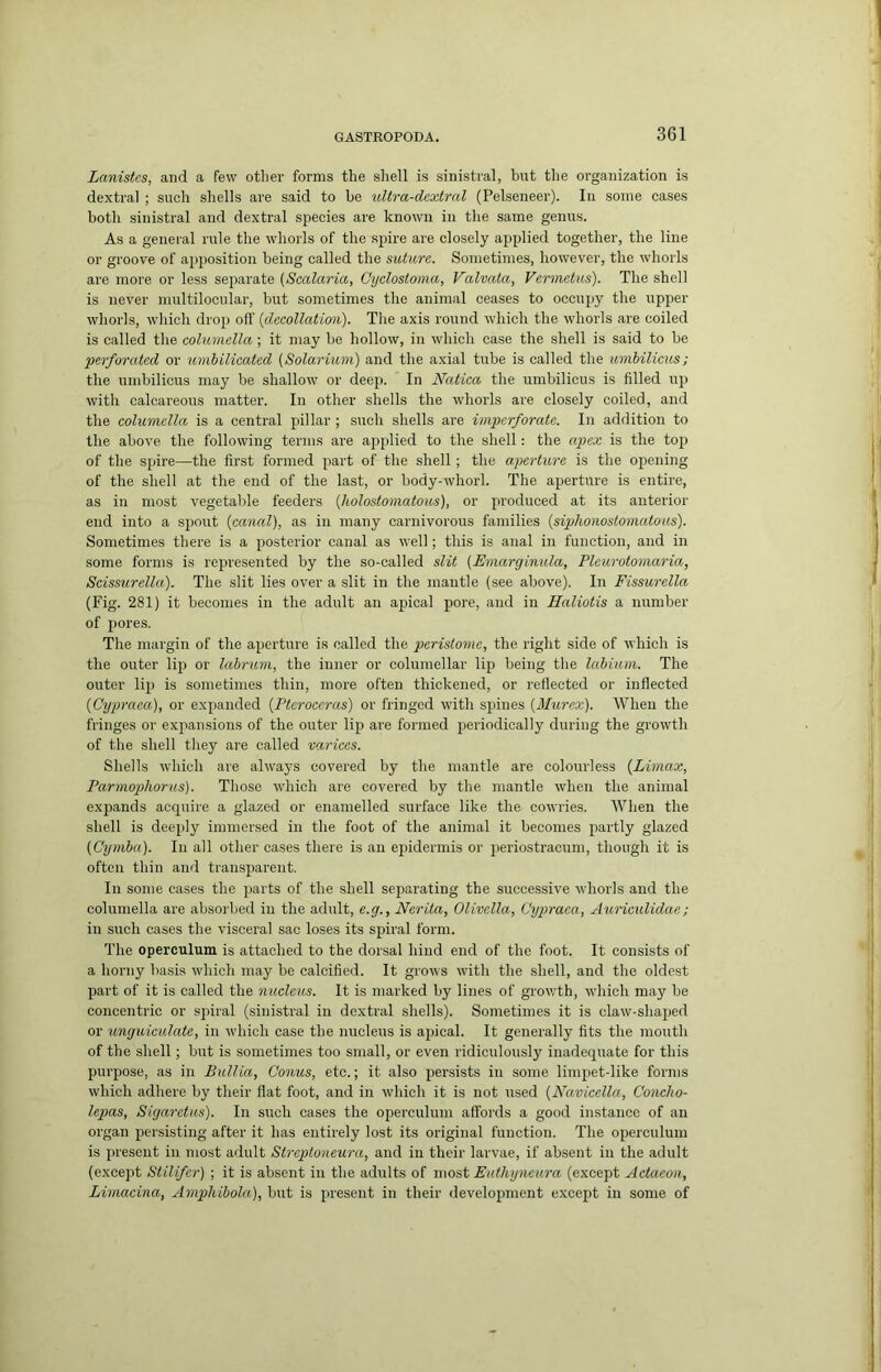 Lanistes, and a few other forms the shell is sinistral, but the organization is dextral ; such shells are said to he idtra-dcxtral (Pelseneer). In some cases both sinistral and dextral species are known in the same genus. As a general rule the whorls of the spire are closely applied together, the line or groove of apposition being called the suture. Sometimes, however, the whorls are more or less separate (Scalaria, Cyclostoma, Valvata, Vermetus). The shell is never multilociilar, but sometimes the animal ceases to occupy the upper whorls, which drop off {clecollatimi). The axis round which the whorls are coiled is called the columella ; it may be hollow, in which case the shell is said to be ‘perforated or umbilieated (Solarium) and the axial tube is called the umbilicus; the umbilicus may be shallow or deep. In Natica the umbilicus is filled up with calcareous matter. In other shells the whorls are closely coiled, and the columella is a central pillar ; such shells are imperforate. In addition to the above, the following terms are applied to the shell: the apex is the top of the spire—the first formed part of the shell; the aperture is the opening of the shell at the end of the last, or body-whorl. The aperture is entire, as in most vegetable feeders (holostomatous), or produced at its anterior end into a spout (canal), as in many carnivorous families (siphonostomatous). Sometimes there is a posterior canal as well; this is anal in function, and in some forms is represented by the so-called slit (Emarginula, Fleurotomaria, Scissurella). The slit lies over a slit in the mantle (see above). In Fissurella (Fig. 281) it becomes in the adult an apical pore, and in Haliotis a number of pores. The margin of the aperture is called the peristome, the right side of which is the outer lip or labrum, the inner or columellar lip being the labium. The outer lip is sometimes thin, more often thickened, or reflected or inflected (Cyjmaea), or expanded (Fteroccras) or fringed with spines (Murex). When the fringes or expansions of the outer lip are formed 2>eriodically during the growth of the shell they are called •varices. Shells which are always covered by the mantle are colourless (Limax, Parmophorus). Those which are covered by the mantle when the animal expands acquire a glazed or enamelled surface like the cowries. When the shell is deejfiy immersed in the foot of the animal it becomes partly glazed (Cyinba). In all other cases there is an epidermis or i)eriostracum, though it is often thin and transparent. In some cases the parts of the shell separating the successive whorls and the columella are absorbed in the adult, e.g., Nerita, Olivella, Cypraea, Auriculidae; in such cases the visceral sac loses its spiral form. The operculum is attached to the dorsal hind end of the foot. It consists of a horny basis which may be calcified. It grows with the shell, and the oldest part of it is called the nucleus. It is marked by lines of growth, which may be concentric or spiral (sinistral in dextral shells). Sometimes it is claw-shaped or unguiculate, in which case the nucleus is ajjical. It generally fits the mouth of the shell; but is sometimes too small, or even ridiculously inadequate for this puiq)ose, as in Bullia, Conus, etc.; it also jiersists in some liinjret-like forms which adhere by their flat foot, and in which it is not used (Navicella, Concho- lepas, Sigaretus). Iir such cases the operculum affords a good instance of an organ jrersisting after it has entirely lost its original function. The operculum is present in most adult Streptoneura, and in their larvae, if absent in the adidt (except Stilifer) ; it is absent in the adults of most Euthyneura (except Actaeon, Limacina, Amphibola), but is jiresent in their development except in some of