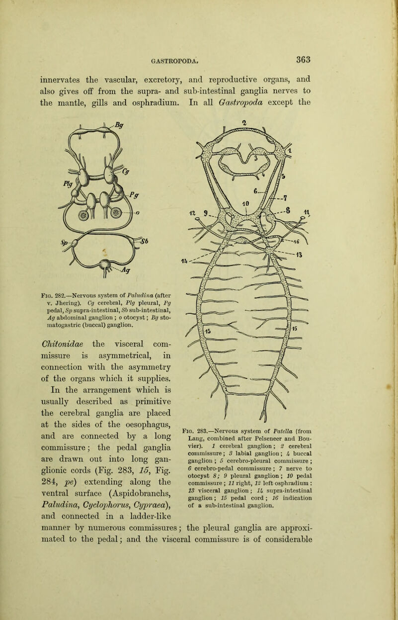 innervates the vascular, excretory, and reproductive organs, and also gives off from the supra- and sub-intestinal ganglia nerves to the mantle, gills and osphradium. In all Gastropoda except the Fig. 282.—Nervous system of Paludina (after V. Jhering). Cg cerebral, Pig pleural, Pg pedal, Sp supra-iutestinal, Sh sub-intestinal, Ag abdominal ganglion ; o otocyst; Bg sto- matogastric (buccal) ganglion. Chitonidae the visceral com- missure is asymmetrical, in connection with the asymmetry of the organs which it supplies. In the arrangement which is usually described as primitive the cerebral ganglia are placed at the sides of the oesophagus, and are connected by a long commissure; the pedal ganglia are drawn out into long gan- glionic cords (Fig. 283, 15, Fig. 284, pe) extending along the ventral surface (Aspidobranchs, Paludina, Cijdophorus, Cypraea), and connected in a ladder-like Fig. 283.—Nervous system of Patella (from Lang, combined after Pelseneer and Bou- vier). 1 cerebral ganglion; 2 cerebral commissure; 3 labial ganglion; 4 buccal ganglion ; 5 cerebro-pleural commissure ; 6 ccrebro-pedal commissure; 7 nerve to otocyst 8; 9 pleural ganglion; 10 pedal commissure ; 11 right, 12 left osphradium : IS visceral ganglion; j4 supra-intestinal ganglion; 15 pedal cord; 16 indication of a sub-intestinal ganglion. manner by numerous commissures; the pleural ganglia are approxi- mated to the pedal; and the visceral commissure is of considerable