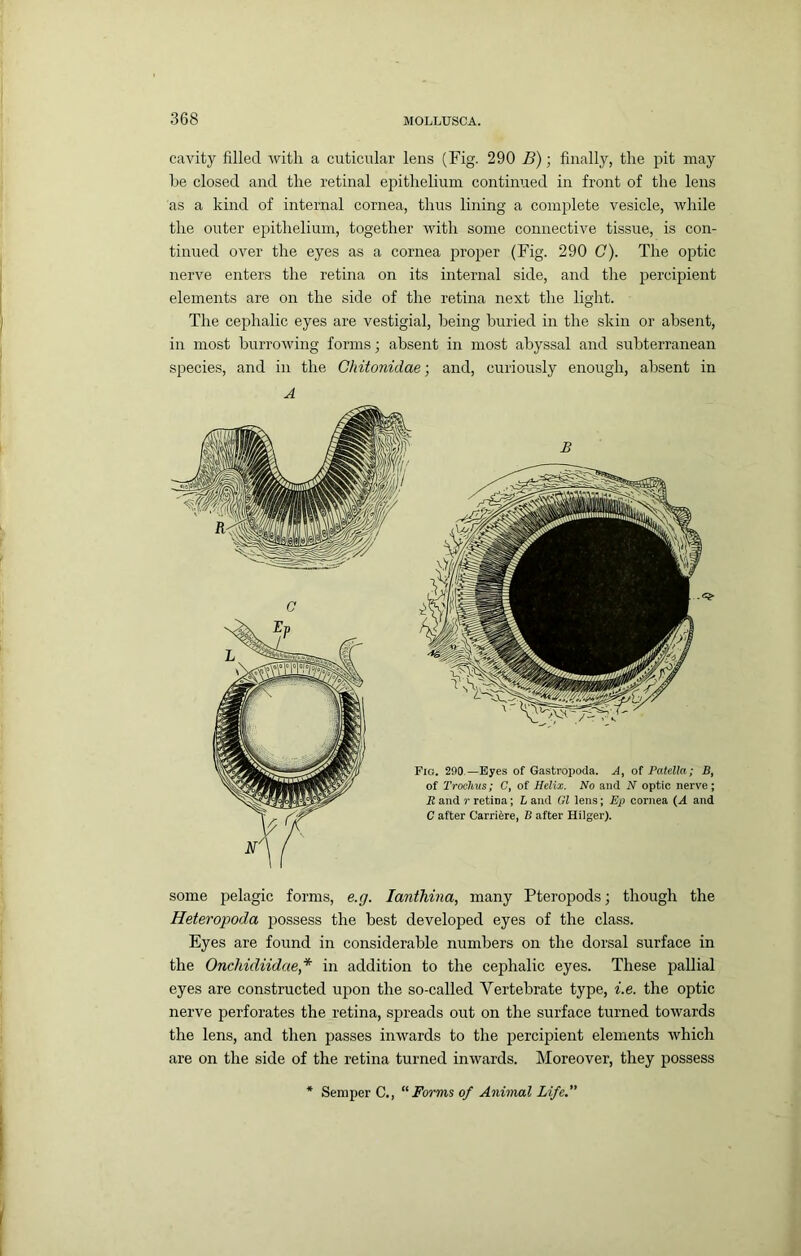 cavity filled with a cuticular lens (Fig. 290 i?); finally, the pit may be closed and the retinal epithelium continued in front of the lens as a kind of internal cornea, thus lining a complete vesicle, while the outer epithelium, together with some connective tissue, is con- tinued over the eyes as a cornea proper (Fig. 290 C). The optic nerve enters the retina on its internal side, and the percipient elements are on the side of the retina next the light. The cephalic eyes are vestigial, being buried in the skin or absent, in most burrowing forms; absent in most abyssal and subterranean species, and in the Chitonidae; and, curiously enough, absent in A some pelagic forms, e.g. lantJiina, many Pteropods; though the Heteropoda possess the best developed eyes of the class. Eyes are found in considerable numbers on the dorsal surface in the Onchidiidae* in addition to the cephalic eyes. These pallial eyes are constructed upon the so-called Vertebrate type, i.e. the optic nerve perforates the retina, spreads out on the surface turned towards the lens, and then passes inwards to the percipient elements which are on the side of the retina turned inwards. Moreover, they possess Semper C., “Forms of Animal Life.