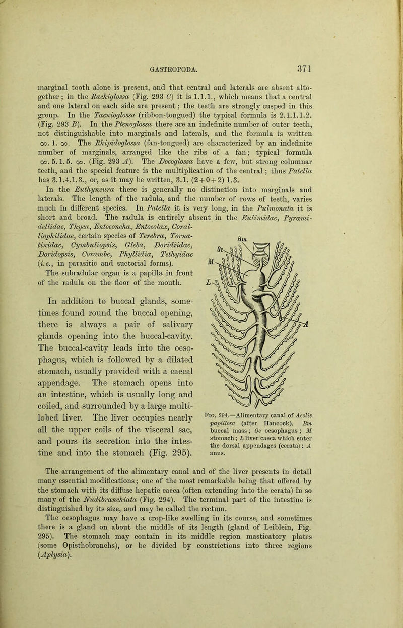 ( ( GASTROPODA. 371 marginal tooth alone is present, and that central and laterals are absent alto- gether; in the RacMglossa (Fig. 293 C) it is 1.1.1., which means that a central and one lateral on each side are present; the teeth are strongly cusped in this group. In the Taenioglossa (ribbon-tongued) the typical formula is 2.1.1.1.2. (Fig. 293 B). In the Ptenoglossa there are an indefinite number of outer teeth, not distinguishable into marginals and laterals, and the formula is written 00.1. 00. The Rhipidoglossa (fan-tongued) are characterized by an indefinite number of marginals, arranged like the ribs of a fan; typical formula 00.5.1.5. 00. (Fig. 293 A). The Docoglossa have a few, but strong columnar teeth, and the special feature is the multiplication of the central; thus Patella has 3.1.4.1.3., or, as it may he written, 3.1. (2-)-0-f2) 1.3. In the EuthyTieura there is generally no distinction into marginals and laterals. The length of the radula, and the number of rows of teeth, vai’ies much in different species. In Patella it is very long, in the Pulmonata it is short and broad. The radula is entirely absent in the Eulimidae, Pyrami- delUdae, Thyca, Entoconeha, Entocolax, Coral- liophilidae, certain species of Terehra, Tarna- tinidae, CymhuKopsis, Gleba, Doridiidae, Doridopsis, Coramie, Phyllidia, Tethyidae {i.e., in parasitic and suctorial forms). The subradular organ is a papilla in front of the radula on the floor of the mouth. In addition to buccal glands, some- times found round the buccal opening, there is always a pair of salivary glands opening into the buccal-cavity. The buccal-cavity leads into the oeso- phagus, which is followed by a dilated stomach, usually provided with a caecal appendage. The stomach opens into an intestine, which is usually long and coiled, and surrounded by a large multi- lobed liver. The liver occupies nearly all the upper coils of the visceral sac, and pours its secretion into the intes- tine and into the stomach (Fig. 295). Fig. 294.—Alimentai-y canal of Aeolis papillosa (after Hancock). Bm buccal mass; Oe oesophagus; ilf stomach; L liver caeca which enter the dorsal appendages (cerata): A anus. The arrangement of the alimentary canal and of the liver presents in detail many essential modifications; one of the most remarkable being that offered by the stomach with its diffuse hepatic caeca (often extending into the cerata) in so many of the NudihrancMata (Fig. 294). The terminal part of the intestine is distinguished by its size, and may be called the rectum. The oesophagus may have a crop-like swelling in its coui’se, and sometimes there is a gland on about the middle of its length (gland of Leiblein, Fig. 295). The stomach may contain in its middle region masticatory plates (some Opisthobranchs), or be divided by constrictions into three regions (Aplysia). L