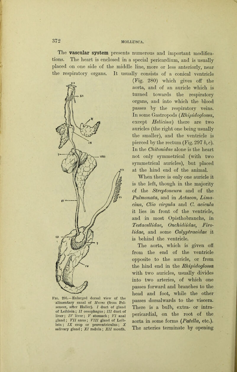 The vascular system presents numerous and important modifica- tions. The heart is enclosed in a special pericardium, and is usually placed on one side of the middle line, more or less anteriorly, near the respiratory organs. It usually consists of a conical ventricle P’lG. 295.—Enlarged dorsal view of the alimentary canal of Murex (from Pel- seneer, after Haller). I duct of gland of Leiblein ; II oesophagus ; III duct of liver; IV liver; V stomach ; VI anal gland ; VII anus; VIII gland of Leib- lein ; IX crop or proventriculus; X salivary gland ; XI radula ; XII mouth. (Fig. 280) which gives off the aorta, and of an auricle which is turned towards the respiratory organs, and into which the blood passes by the respiratory veins. In some Gastropods (Bhipidoglossa, except Helicina) there are two auricles (the right one being usually the smaller), and the ventricle is pierced by the rectum (Fig. 297 h, c). In the Chitonidae alone is the heart not only symmetrical (with two symmetrical auricles), but placed at the hind end of the animal. When there is only one auricle it is the left, though in the majority of the Streptoneura and of the Pulmonata, and in Actaeon, Lima- cina, Clio virgula and C. acicula it lies in front of the ventricle, and in most Opisthobranchs, in Testacellidae, Onchidiidae, Firo- lidae, and some Calyptraeidae it is behind the ventricle. The aorta, which is given off from the end of the ventricle opposite to the auricle, or from the hind end in the Bhipidoglossa with two auricles, usually divides into two arteries, of which one passes forward and branches to the head and foot, while the other passes dorsalwards to the viscera. There is a bulb, extra- or intra- pericardial, on the root of the aorta in some forms {Patella, etc.). The arteries terminate by opening