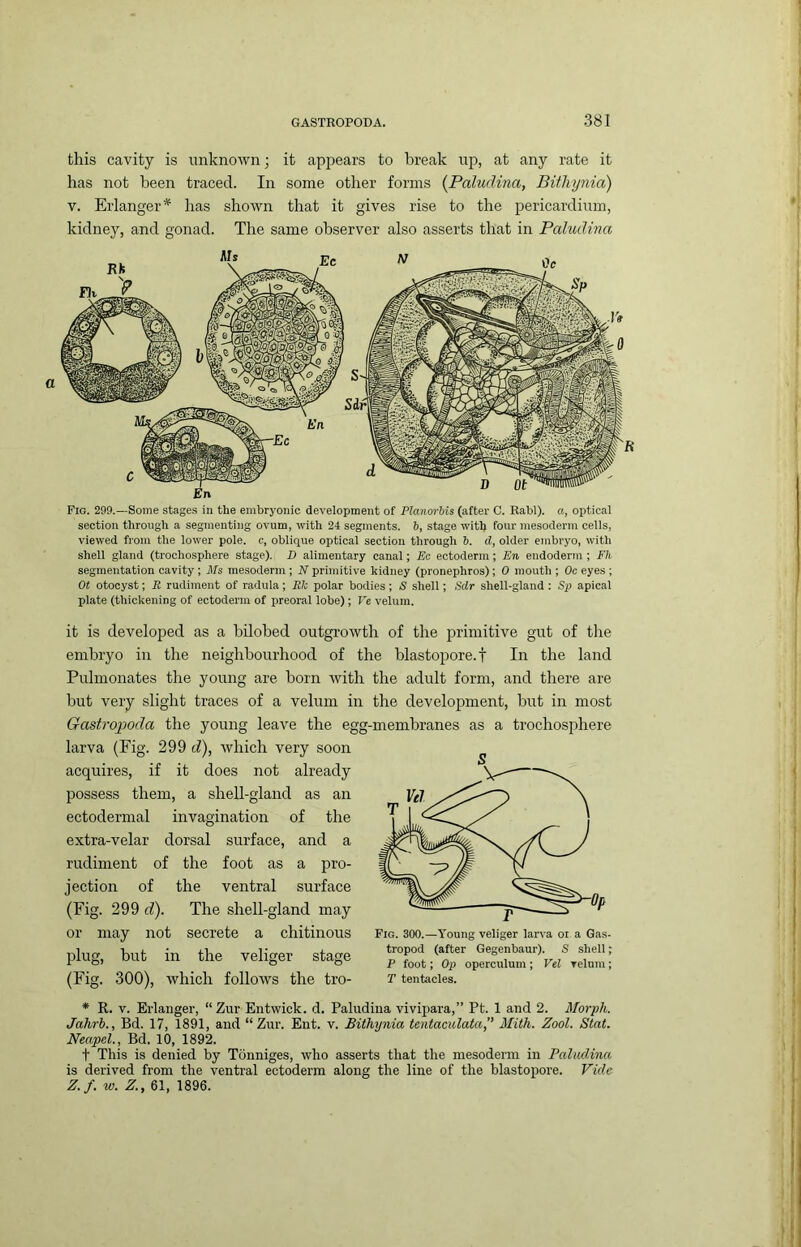 this cavity is unknown; it appears to break up, at any rate it has not been traced. In some other forms {PalucHna, Bitliynia) V. Erlanger^ has shown that it gives rise to the pericardium, kidney, and gonad. The same observer also asserts that in Paludina Fio. 299.—Some stages in the embryonic development of Planoriis (after C. Rabl). a, optical section through a segmenting ovum, with 24 segments, b, stage witlj four mesoderm cells, viewed from the lower pole, c, oblique optical section through b. d, older embryo, with shell gland (trochosphere stage). B alimentary canal; Ec ectoderm; En endoderm ; Fh segmentation cavity ; Ms mesoderm ; N primitive kidney (pronephros); 0 mouth ; Oc eyes ; Ot otocyst; R rudiment of radula; Rk polar bodies; S shell; Sdr shell-gland : Sp apical plate (thickening of ectoderm of preoral lobe); Ve velum. it is developed as a bilobed outgi’owth of the jirimitive gut of the embryo in the neighbourhood of the blastopore, f In the land Pulmonates the young are born with the adult form, and there are but very slight traces of a velum in the development, but in most Gastropoda the young leave the egg-membranes as a trochosiihere larva (Fig. 299 cf), which very soon acquires, if it does not already possess them, a sheU-gland as an ectodermal invagination of the extra-velar dorsal surface, and a rudiment of the foot as a pro- jection of the ventral surface (Fig. 299 d). The shell-gland may or may not secrete a chitinous plug, but in the veliger stage (Fig. 300), which follows the tro- * R. v. Erlanger, “ Zur Entwick. d. Paludina vivipara,” Pt. 1 and 2. Morph. Jahrh., Bd. 17, 1891, and “Zur. Ent. v. Bithynia tentacidata,” Mith. Zool. Slat. Neapel., Bd. 10, 189k t This is denied by Tonniges, who asserts that the mesoderm in Paludina is derived from the ventral ectoderm along the line of the blastopore. Vide Z.f. w. Z., 61, 1896. Fig. 300.—Touiig veliger larva oi a Gas- tropod (after Gegenbaur). S shell; P foot; Op operculum ; Vel velum ; T tentacles.