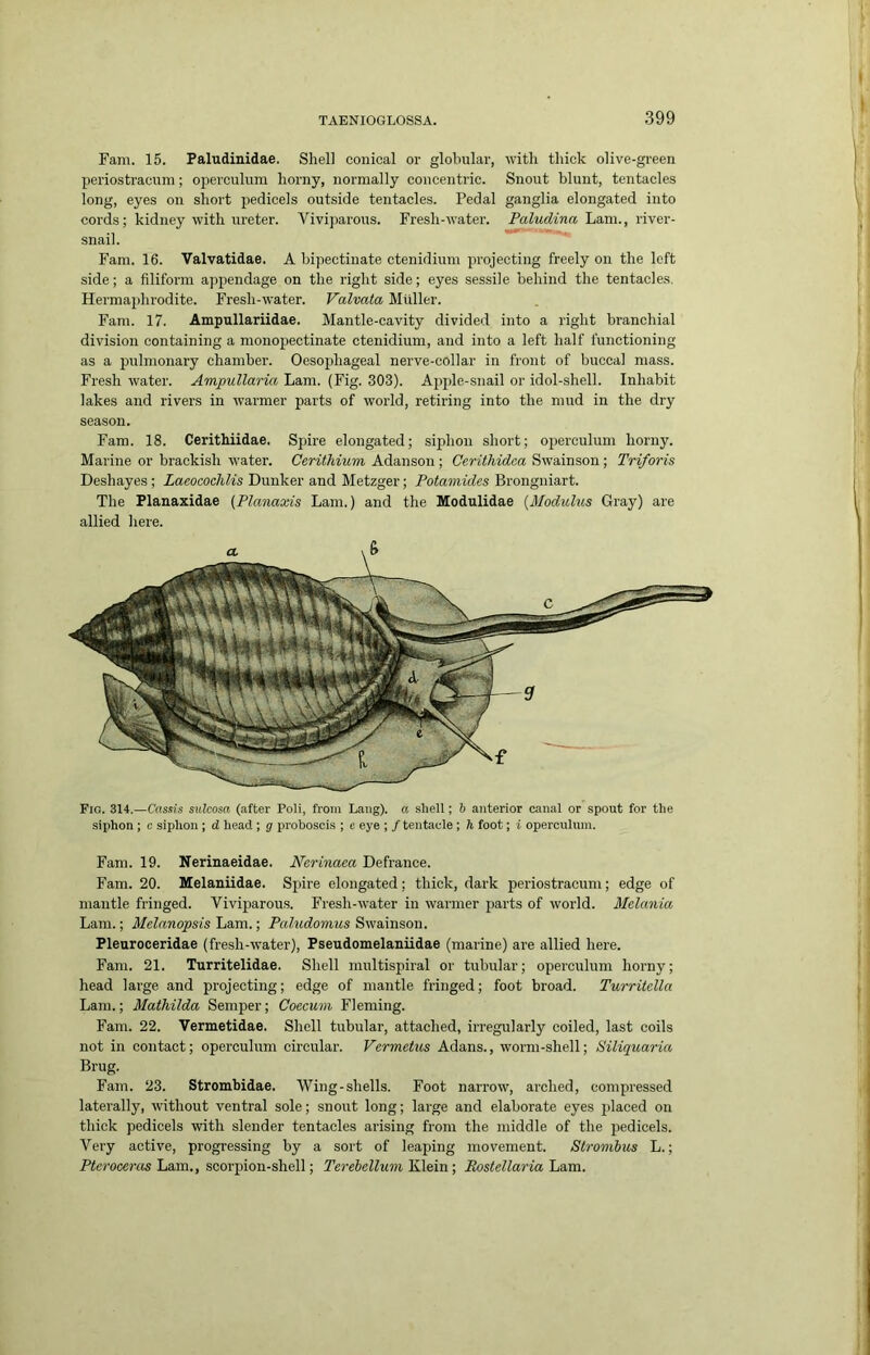 Fam. 15. Paludinidae. Shell conical or globular, with thick olive-green periostracum; operculum horny, normally concentric. Snout blunt, tentacles long, eyes on short pedicels outside tentacles. Pedal ganglia elongated into cords; kidney with m'eter. Viviparous. Fresh-water. Paludina irvei'- snail. Fam. 16. Valvatidae. A bipectinate ctenidium projecting freely on the left side; a filiform a]ipendage on the right side; eyes sessile behind the tentacles. Hermaphrodite. Fresh-water. Valvata Muller. Fam. 17. Ampullariidae. Mantle-cavity divided into a right branchial division containing a monopectinate ctenidium, and into a left half functioning as a pulmonary chamber. Oesophageal nerve-collar in front of buccal mass. Fresh water. Ampullaria Lam. (Fig. 303). Ajjple-snail or idol-shell. Inhabit lakes and rivers in warmer parts of world, retiring into the mud in the dry season. Fam. 18. Cerithiidae. Spire elongated; siphon short; operculum horny. Marine or brackish water. Cerithium Adanson ; Cerithidea Swainson ; Triforis Deshayes ; Laeocochlis Dunker and Metzger; Potamides Brongniart. The Planaxidae (Planaxis Lam.) and the Modulidae {Modulus Gray) are allied here. Fio. 314.—Cassis sulcosa (after Poli, from Lang), a shell; b anterior canal or spout for the siphon ; c siphon ; d head ; g proboscis ; e eye ; / tentacle ; h foot; i operculum. Fam. 19. Nerinaeidae. Nerinaca Defrance. Fam. 20. Melaniidae. Spire elongated; thick, dark periostracum; edge of mantle fringed. Viviparous. Fresh-water in warmer parts of world. Melania Lam.; Melanopsis'Lam. •, Paludomus Bwam&oxt. Pleuroceridae (fresh-water), Pseudomelaniidae (marine) are allied here. Fam. 21. Turritelidae. Shell multispiral or tubular; operculum horny; head large and projecting; edge of mantle fringed; foot broad. Turritclla Lam.; Mathilda Semper; Caecum Fleming. Fam. 22. Vermetidae. Shell tubular, attached, irregularly coiled, last coils not in contact; operculum circular. Vcrmetus Adans., worm-shell; Siliquaria Brug. Fam. 23. Strombidae. Wing-shells. Foot narrow, arched, compressed laterally, without ventral sole; snout long; large and elaborate eyes jdaced on thick pedicels with slender tentacles arising from the middle of the jiedicels. Very active, progressing by a sort of leaping movement. Strombus L.; Ptcroccras Lam., scorpion-shell; Terebellum Klein ; Postellaria Lam.