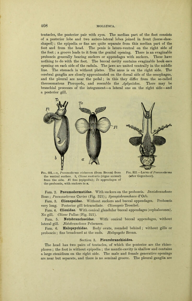 tentacles, the posterior pair with eyes. The median part of the foot consists of a posterior lobe and two antero-lateral lobes joined in front (horse-shoe- sliaped) ; the ejiipodia or fins are quite separate from this median part of the foot and from the head. The penis is latero-ventral on the right side of the foot; a groove leads to it from the genital opening. There is an evaginable proboscis generally bearing suckers or appendages with suckers. These have nothing to do with the foot. The buccal cavity contains evaginable hook-sacs opening on each side of the radula. The jaws are united ventrally in the middle line. The stomach is without plates. The anus is on the right side. The cerebral ganglia are elosely approximated on the dorsal side of the oesophagus, and the pleural are near the pedal; in this they differ from the so-called thecosomatous Pteropods, and resemble the Aplysiidae. There may be branchial processes of the integument—a lateral one on the right side—and a posterior gill. Fig. 321.—a, Pneunioderma violaceum (from Broun) from Fig. 322.—Larva of Pnmmodertna tlie ventral surface. 6, Clione australis (r^gne animal) (after Gegenbanr). from the side. PI fins (epipodia); Te appendages of the proboscis, with suckers in a. Fam. 2. Pneumodermatidae. With suckers on the proboscis. Dexiohranchaea Boas; Pneumoderma Cwfitr (Y\g. 321); Spongiohranchaea A’Orh. Fam. 3. Clionopsidae. Without suckers and buccal appendages. Proboscis very long. Posterior gill tetraradiate. CUonopsis Troschel. Fam. 4. Clionidae. With conical glandular buccal apjiendages (cephalocones). No gill. Clione Pallas (Fig. 321). Fam. 5. Notobranchaeidae. With conical buccal appendages, without lateral gill. Notohranchaea Pelseneer. Fam. 6. Halopsychidae. Body ovate, rounded behind ; without gills or proboscis ; fins broadened at the ends. Halopsyche Broun. Section 3. Pleurobranohioidea. The head has two pairs of tentacles, of which the posterior are the rhino- phores ; the foot is without epipodia ; the mantle-cavity is shallow and contains a large ctenidium on the right side. The male and female genei'ative openings are near but separate, and there is no seminal groove. The pleural ganglia are