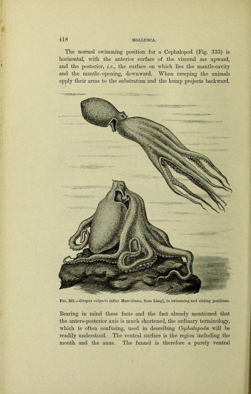 The normal swimming position for a Cephalopod (Fig. 333) is horizontal, with the anterior surface of the visceral sac upward, and the posterior, f.e., the surface on ■which lies the mantle-cavity and the mantle-opening, downward. When creeping the animals apply their arms to the substratum and the hump projects backward. Fig. 333.—Octopus milgans (after Merculiano, from Lang), in swimming and sitting positions. Bearing in mind these facts and the fact already mentioned that the antero-posterior axis is much shortened, the ordinary terminology, which is often confusing, used in describing Cejyhalojpoda will be readily understood. The ventral surface is the region including the mouth and the anus. The funnel is therefore a purely ventral