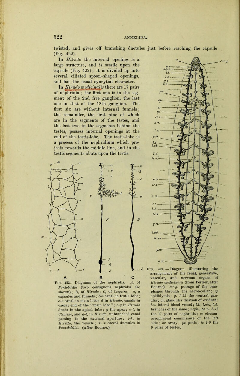 twisted, and gives off branching ductules just before reaching the capsule (Fig. 422). In HVfudo the internal opening is a large structure, and is sessile upon the capsule (Fig. 422); it is divided up into several ciliated spoon-shaped openings, and has the usual syncytial character. In Hirudo medicinalis there are 17 pairs of nepiridia ; the first one is in the seg- ment of the 2nd free ganglion, the last one in that of the 18th ganglion. The first six are without internal funnels; the remainder, the first nine of which are in the segments of the testes, and the last two in the segments behind the testes, possess internal openings at the end of the testis-lobe. The testis-lobe is a process of the nephridium which pro- jects towards the middle line, and in tlie testis segments abuts upon the testis. l A B C Fig. 423.—Diagrams of the nephridia. A, of Pontobdella (two contiguous nephridia are shown); B, of Hir-udo; C, of Clepsine. a, a capsules and funnels ; b-c canal in testis lobe; c-e canal in main lobe; d in Hirudo, canals in caecal end of the “main lobe”; e-g in Hirudo ducts in the apical lobe; g the apex; c-l, in Clepsine, and g-l, in Hirudo, unbranched canal passing to the external aperture; j-k, in Hirudo, the vesicle; x, x caecal ductules in rontobdella. (After Bourne.) Fig. 424. — Diagram illustrating the arrangement of the renal, generative, vascular, and nervous organs of Hirudo medicinalis (from Perrier, after Bourne), cer.g. passage of the oeso- phagus through the nerve-collar; ep epididymis; g. 1-S3 the ventral gan- glia ; gl. glandular dilation of oviduct: l.v. lateral blood vessel; l.l.. Lab., l.d. branches of the same; neph., or n. 1-17 the 17 pairs of nephridia; oe circum- oesophageal commissure of the left side; ov ovary; pe penis; te 1-9 the 9 pairs of testes.