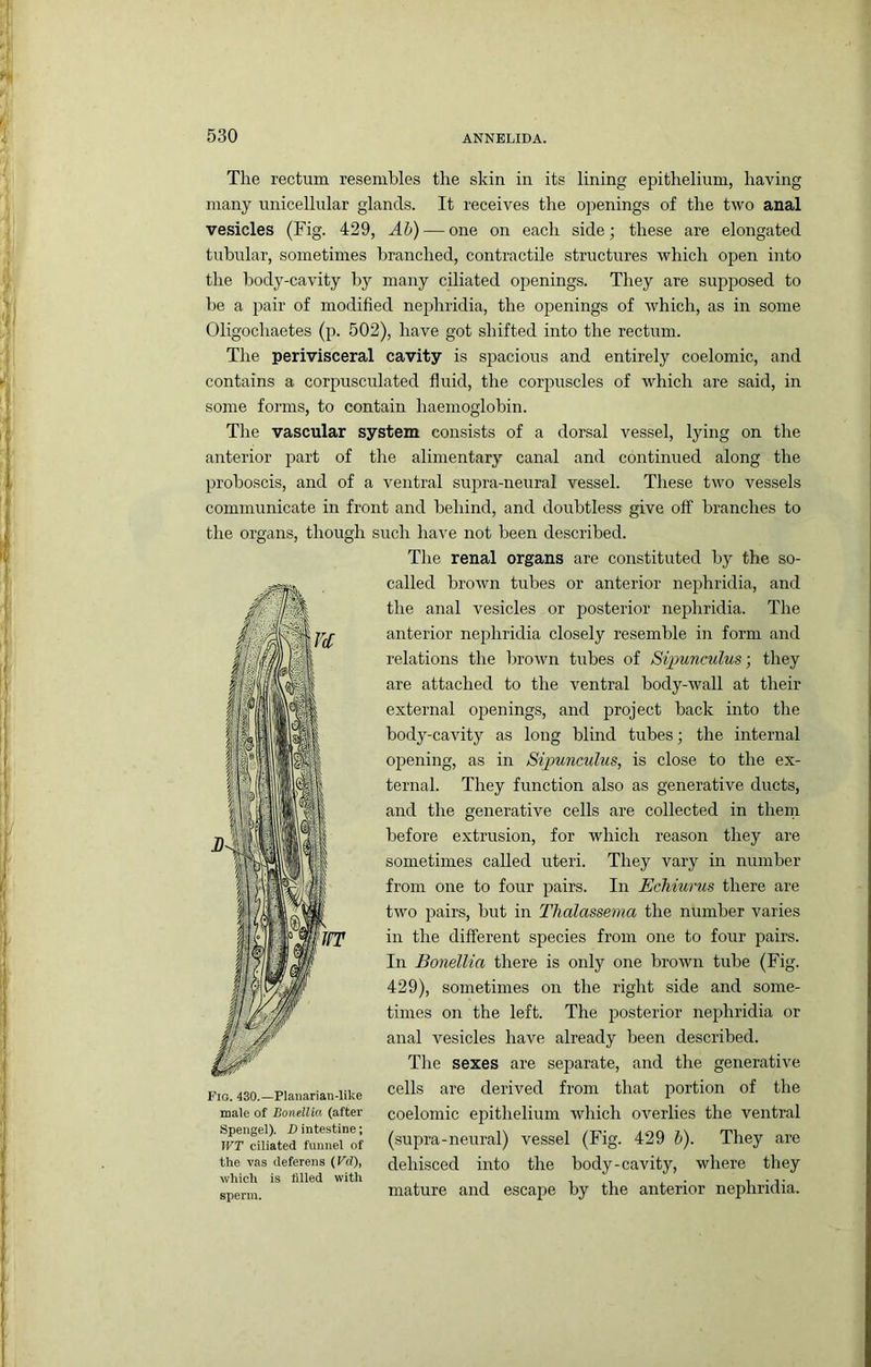 The rectum resembles the skin in its lining epithelium, having many unicellular glands. It receives the openings of the two anal vesicles (Fig. 429, Ah) — one on each side; these are elongated tubular, sometimes branched, contractile structures which open into the body-cavity by many ciliated openings. They are supposed to be a pair of modified nephridia, the openings of which, as in some Oligochaetes (p. 502), have got shifted into the rectum. The perivisceral cavity is spacious and entirely coelomic, and contains a corpusculated fluid, the corpuscles of which are said, in some forms, to contain haemoglobin. The vascular system consists of a dorsal vessel, lying on the anterior part of the alimentary canal and continued along the proboscis, and of a ventral supra-neural vessel. These two vessels communicate in front and behind, and doubtless give off branches to the organs, though such have not been described. The renal organs are constituted by the so- called broAvn tubes or anterior nephridia, and the anal vesicles or posterior nephridia. The anterior nephridia closely resemble in form and relations the brown tubes of Sipunculus-, they are attached to the ventral body-wall at their external openings, and project back into the body-cavity as long blind tubes; the internal opening, as in Sipunculus, is close to the ex- ternal. They function also as generative ducts, and the generative cells are collected in them before extrusion, for which reason they are sometimes called uteri. They vary in number from one to four pairs. In Echiurus there are two pairs, but in Tlialassema the number varies in the different species from one to four pairs. In BonelUa there is only one brown tube (Fig. 429), sometimes on the right side and some- times on the left. The posterior nephridia or anal vesicles have already been described. The sexes are separate, and the generative Fig. 430.-Piai,arian-iike Cells are derived from that portion of the male of BonelUa (after coelomic epithelium whicli oveilies the ventral wTtnLeVfnnnroi (supra-neural) vessel (Fig. 429 h). They are the vas deferens (Fd), dehisced into the body-cavity, where they which is filled with , ,, , • i i • sper,„ mature and escape by the anterior nephridia.