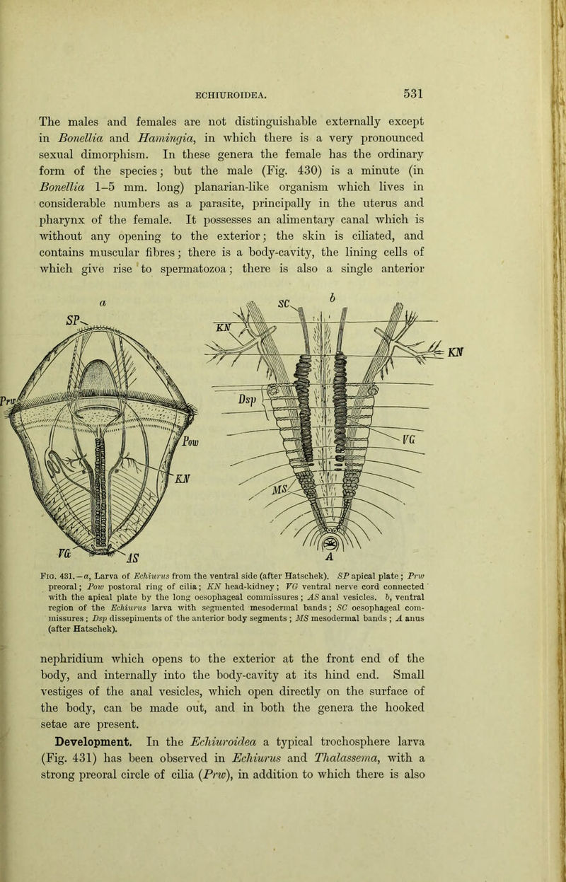The males and females are not distinguishable externally except in Bonellia and Hamingia, in which there is a very pronounced sexual dimorphism. In these genera the female has the ordinary form of the species; but the male (Fig. 430) is a minute (in Bonellia 1-5 mm. long) planarian-like organism which lives in considerable numbers as a parasite, principally in the uterus and jAarynx of the female. It possesses an alimentary canal which is without any opening to the exterior; the skin is ciliated, and contains muscular fibres; there is a body-cavity, the lining cells of which give rise' to spermatozoa; there is also a single anterior preoral; Poio postoral ring of cilia; KN head-kidney; VG ventral nerve cord connected with the apical plate by tlie long oesophageal connnissures; AS anal vesicles, b, ventral region of the Echiurus larva with segmented mesodermal bands; SC oesophageal com- missures ; Dsp dissepiments of the anterior body segments ; MS mesodermal bands ; A anus (after Hatschek). nephridium which opens to the exterior at the front end of the body, and internally into the body-cavity at its hmd end. Small vestiges of the anal vesicles, which open directly on the surface of the body, can be made out, and in both the genera the hooked setae are present. Development. In the EcMuroidea a typical trochosphere larva (Fig. 431) has been observed in Echiurus and Tlialassema, with a strong preoral circle of cilia (Pno), in addition to which there is also
