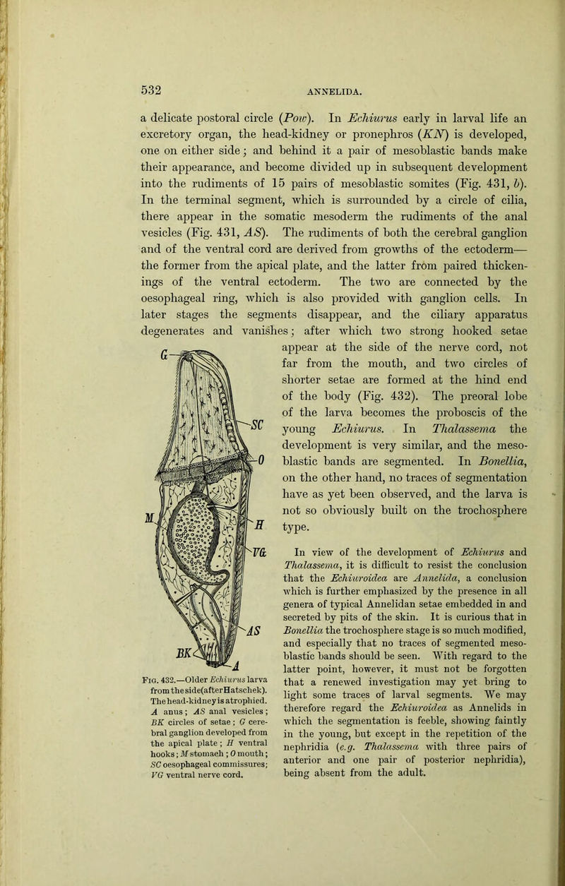 a delicate postoral circle (Poio). In EcMurus early in larval life an excretory organ, the head-kidney or pronephros {KN) is developed, one on either side; and behind it a pair of mesoblastic hands make their appearance, and become divided up in subsequent development into the rudiments of 15 pairs of mesoblastic somites (Fig. 431, h). In the terminal segment, which is surrounded by a circle of cilia, there appear in the somatic mesoderm the rudiments of the anal vesicles (Fig. 431, .4aS}. The rudiments of both the cerebral ganglion and of the ventral cord are derived from growths of the ectoderm^— the former from the apical jilate, and the latter from paired thicken- ings of the ventral ectoderm. The two are connected by the oesophageal ring, which is also provided with ganglion cells. In later stages the segments disappear, and the ciliary apparatus degenerates and vanishes; after which two strong hooked setae appear at the side of the nerve cord, not far from the mouth, and two circles of shorter setae are formed at the hind end of the body (Fig. 432). The preoral lobe of the larva becomes the proboscis of the young Echiurus. In Tlialassema the development is very similar, and the meso- blastic bands are segmented. In Bonellia, on the other hand, no traces of segmentation have as yet been observed, and the larva is not so obviously built on the trochosphere type. In view of the development of EcMurus and Thalassema, it is difficult to resist the conclusion that the EcMuroidea are Annelida, a conclusion which is further emphasized by the presence in all genera of typical Annelidan setae embedded in and secreted by pits of the skin. It is curious that in Bonellia the trochosphere stage is so much modified, and especially that no traces of segmented meso- blastic bands should be seen. With regard to the latter point, however, it must not be forgotten that a renewed investigation may yet bring to light some traces of larval segments. We may therefore regard the EcMuroidea as Annelids in which the segmentation is feeble, showing faintly in tlie young, but except in the repetition of the nephridia (e.g. Thalassema with three pairs of anterior and one pair of posterior nephridia), being absent from the adult. Fig. 432.—Older EcMunis larva from the side(afterHatschek). Thehead-kidney is atrophied. A anus ; AS anal vesicles ; BK circles of setae; G cere- bral ganglion developed from the apical plate; H ventral hooks; M stomach ; 0 mouth; SC oesophageal commissures; VG ventral nerve cord.