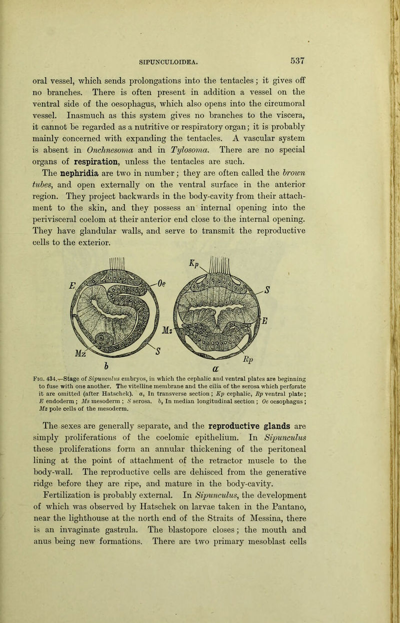 oral vessel, which sends prolongations into the tentacles; it gives off no branches. There is often present in addition a vessel on the ventral side of the oesophagus, which also opens into the circumoral vessel. Inasmuch as this system gives no branches to the viscera, it cannot be regarded as a nutritive or respiratory organ; it is probably mainly concerned with expanding the tentacles. A vascular system is absent in Onclinesoma and in Tylosoma. There are no special organs of respiration, unless the tentacles are such. The nephridia are two in number; they are often called the broivn tubes, and open externally on the ventral surface in the anterior region. They project backwards in the body-cavity from their attach- ment to the skin, and they possess an internal opening into the perivisceral coelom at their anterior end close to the internal opening. They have glandular walls, and serve to transmit the reproductive cells to the exterior. Fig. 434.—Stage of Sipancnlus embryo.s, in which the cephalic and ventral plates are beginning to fuse with one another. The vitelline membrane and the cilia of the serosa which perforate it are omitted (after Hatschek). a, In transverse section; Kp cephalic, Rp ventral plate; E endoderm ; Ms mesoderm ; S serosa. 6, In median longitudinal section ; Oe oesophagus ; Mz pole cells of the mesoderm. The sexes are generally separate, and the reproductive glands are simply proliferations of the coelomic epithelium. In Sipuneulus these proliferations form an annular thickening of the peritoneal lining at the point of attachment of the retractor muscle to the body-wall. The reproductive cells are dehisced from the generative ridge before they are ripe, and mature in the body-cavity. Fertilization is probably external. In Sipuneulus, the development of which was observed by Hatschek on larvae taken in the Pantano, near the lighthouse at the north end of the Straits of Messina, there is an invaginate gastrula. The blastopore closes; the mouth and anus being new formations. There are two i^rimary mesoblast cells