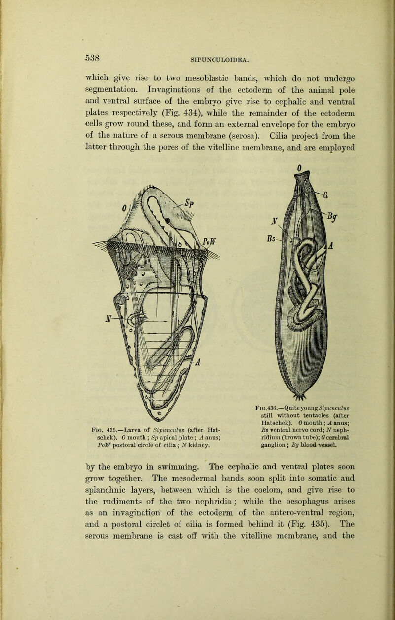 which give rise to two mesoblastic bands, which do not undergo segmentation. Invaginations of the ectoderm of the animal pole and ventral surface of the embryo give rise to cephalic and ventral plates respectively (Fig. 434), while the remainder of the ectoderm cells grow round these, and form an external envelope for the embryo of the nature of a serous membrane (serosa). Cilia project from the latter through the pores of the vitelline membrane, and are employed Fig. 435.—Larva of Sipunculus (after Hat- schek). 0 mouth ; Sp apical plate ; A anus; PoW postoral circle of cilia; N kidney. Fig.436.—Quite young Sipunnihts still without tentacles (after Hatschek). 0 mouth; A anus; Pa ventral nerve cord; N neph- ridium (hrown tube); G cerebral ganglion; Bg blood vessel. by the embryo in swimming. The cephalic and ventral plates soon grow together. The mesodermal bands soon split into somatic and splanchnic layers, between which is the coelom, and give rise to the rudiments of the two nephridia; while the oesophagus arises as an invagination of the ectoderm of the antero-ventral region, and a postoral circlet of cilia is formed behind it (Fig. 435). The serous membrane is cast off with the vitelline membrane, and the