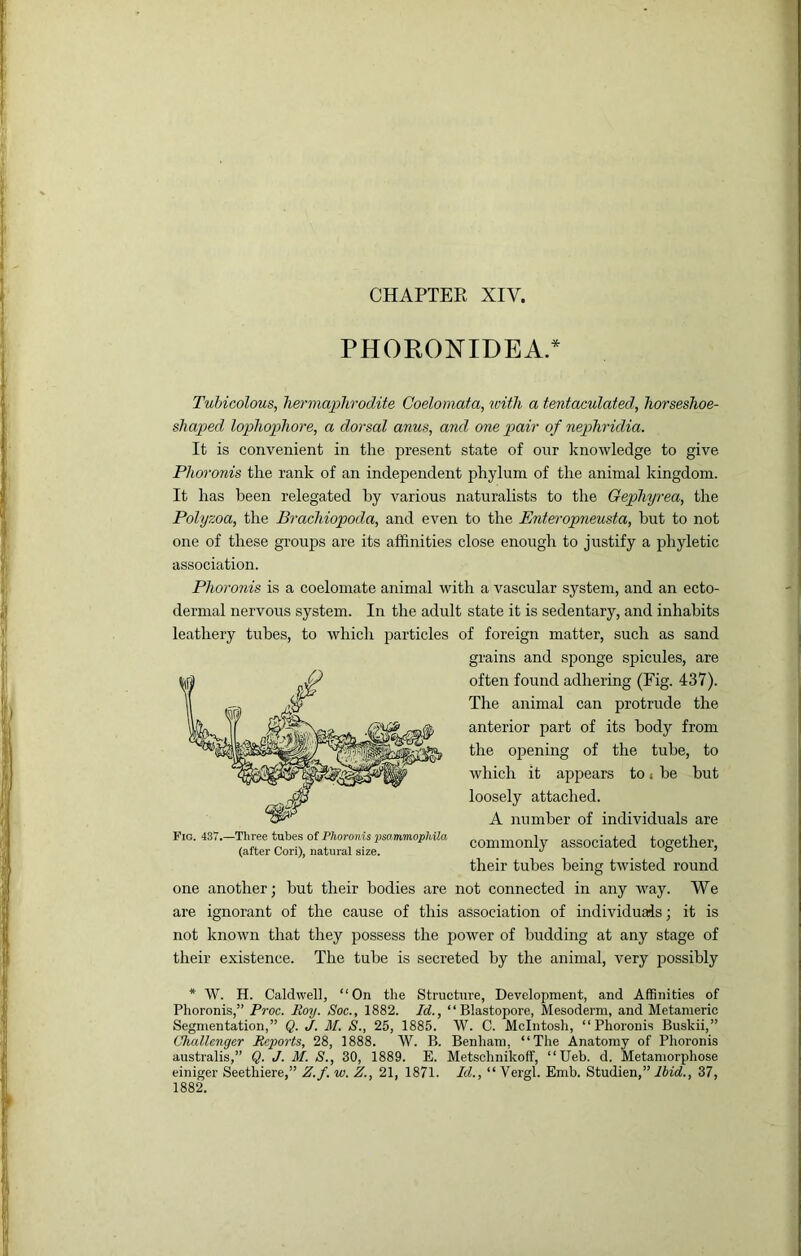 PHORONIDEA.^ Tubicolous, hermaphrodite Coelomata, toith a tentaculated, horseshoe- shaped lophophore, a dorsal anus, and one pair of nephridia. It is convenient in the present state of our knowledge to give Phoronis the rank of an independent phylum of the animal kingdom. It has been relegated by various naturalists to the Gephyrea, the Polyzoa, the Brachiopoda, and even to the Enteropneusta, but to not one of these groups are its affinities close enough to justify a phyletic association. Phoronis is a coelomate animal with a vascular system, and an ecto- dermal nervous system. In the adult state it is sedentary, and inhabits leathery tubes, to which particles of foreign matter, such as sand grains and sponge spicules, are often found adhering (Fig. 437). The animal can protrude the anterior part of its body from the opening of the tube, to which it appears to» be but loosely attached. A number of individuals are commonly associated together, their tubes being twisted round one another; but their bodies are not connected in any way. We are ignorant of the cause of this association of individuals; it is not known that they possess the power of budding at any stage of their existence. The tube is secreted by the animal, very j^ossibly Pig. 437.—Three tubes of Phoronis jjsammophila (after Cori), natural size. * W. H. Caldwell, “On the Structure, Development, and Affinities of Phoronis,” Ps'oc. Hoy. Soc., 1882. Id., “Blastopore, Mesoderm, and Metameric Segmentation,” Q. J. M. S., 25, 1885. W. C. McIntosh, “Phoronis Buskii,” Challenger Reports, 28, 1888. W. B. Benham, “The Anatomy of Phoronis australis,” Q. J. M. S., 30, 1889. E. Metsclmikoff, “Ueb. d. Metamorphose einiger Seethiere,” Z.f. w. Z., 21, 1871. Id., “ Vergl. Emb. Studien,” Ibid., 37, 1882.