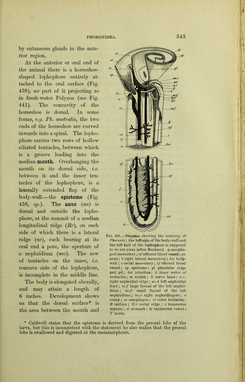 545 by cutaneous glands in the ante- rior region. At the anterior or oral end of the animal there is a horseshoe- shaped lophophore entirely at- tached to the oral surface (Fig. 438), no part of it projecting as in fresh-water Polyzoa (see Fig. 441). The concavity of the horseshoe is dorsal. In some forms, e.rj. Pli. australis, the two ends of the horseshoe are curved inwards into a spiral. The lopho- phore carries two rows of hollow ciliated tentacles, between which is a groove leading into the median mouth. Overhanging the mouth on its dorsal side, i.e. between it and the inner ten- tacles of the lophophore, is a laterally extended flap of the body-wall—the epistome (Fig. 438, ep.). The anus {an) is dorsal and outside the lopho- phore, at the summit of a median longitudinal ridge {Rr), on each side of which there is a lateral ridge {nr), each bearing at its oral end a pore, the aperture of a nephridium {neo). The row of tentacles on the inner, i.e. concave side of the lophophore, is incomplete in the middle line. The body is elongated aborally, and may attain a length of 6 inches. Development shows us that the dorsal surface* is the area between the mouth and Fig. 43S.—Diagram .showing tlie anatomy of Phoronis ; the left side of the body-wall and the left half of the lophophore is supposed to be cut away (after Benhani) a oesopha- geal mesentery; af afferent blood vessel; an anus ; b right lateral mesentery; bw body- wall ; c rectal mesentery; ef efferent blood vessel; ep epistome; gl glandular ridge and pit; int intestine; it inner series of tentacles ; m mouth ; N nerve band ; 7i.r. right nephridial ridge ; nc.d left nephridial duct; ne.f large funnel of the left nephri- dium ; ne.f small funnel of the left nephridium ; ne.o right nephridiopore ; o ovary ; oe oesophagus ; ot outer tentacles; R rectum ; R.r rectal ridge ; s transverse septum ; sf stomach ; tv tentacular vessel ; T testis. * Caldwell states that the epistome is derived from the preoral lobe of tlie larva, but this is inconsistent with the statement he also makes that the preoral lobe is swallowed and digested at the metamorphosis.