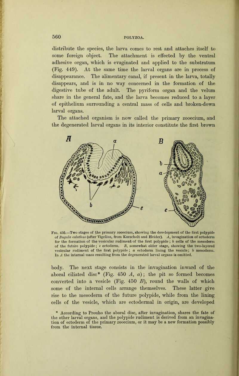 distribute the species, the larva comes to rest and attaches itself to some foreign object. The attachment is effected by the ventral adhesive organ, which is evaginated and applied to the substratum (Fig. 449). At the same time the larval organs are in process of disappearance. The alimentary canal, if present in the larva, totally disappears, and is in no way concerned in the formation of the digestive tube of the adult. The pyriform organ and the velum share in the general fate, and the larva becomes reduced to a layer of epithelium surrounding a central mass of cells and broken-down larval organs. The attached organism is now called the primary zooecium, and the degenerated larval organs in its interior constitute the first brown Fig. 450.—Two stages of the primary zooecium, showing the development of the first polypide of Bugula rMathus (after Vigelins, from Korschelt and Heider). A, invagination of ectoderm for the formation of the vesicular rudiment of the first polypide ; b cells of the mesoderm of the future polypide; e ectoderm. B, somewhat older stage, showing the two-layered vesicular rudiment of the first polypide; a ectoderm lining the vesicle; b mesoderm. In A the internal mass resulting from the degenerated larval organs is omitted. body. The next stage consists in the invagination inward of the aboral ciliated disc* (Fig. 450 A, a); the pit so formed becomes converted into a vesicle (Fig. 450 B), round the walls of which some of the internal cells arrange themselves. These latter give rise to the mesoderm of the future polypide, while from the lining cells of the vesicle, which are ectodermal in origin, are developed * According to Prouho the aboral disc, after invagination, shares the fate of tlie other larval organs, and the polypide rudiment is derived from an invagina- tion of ectoderm of the primary zooecium, or it may be a new formation possibly from the internal tissue. M B