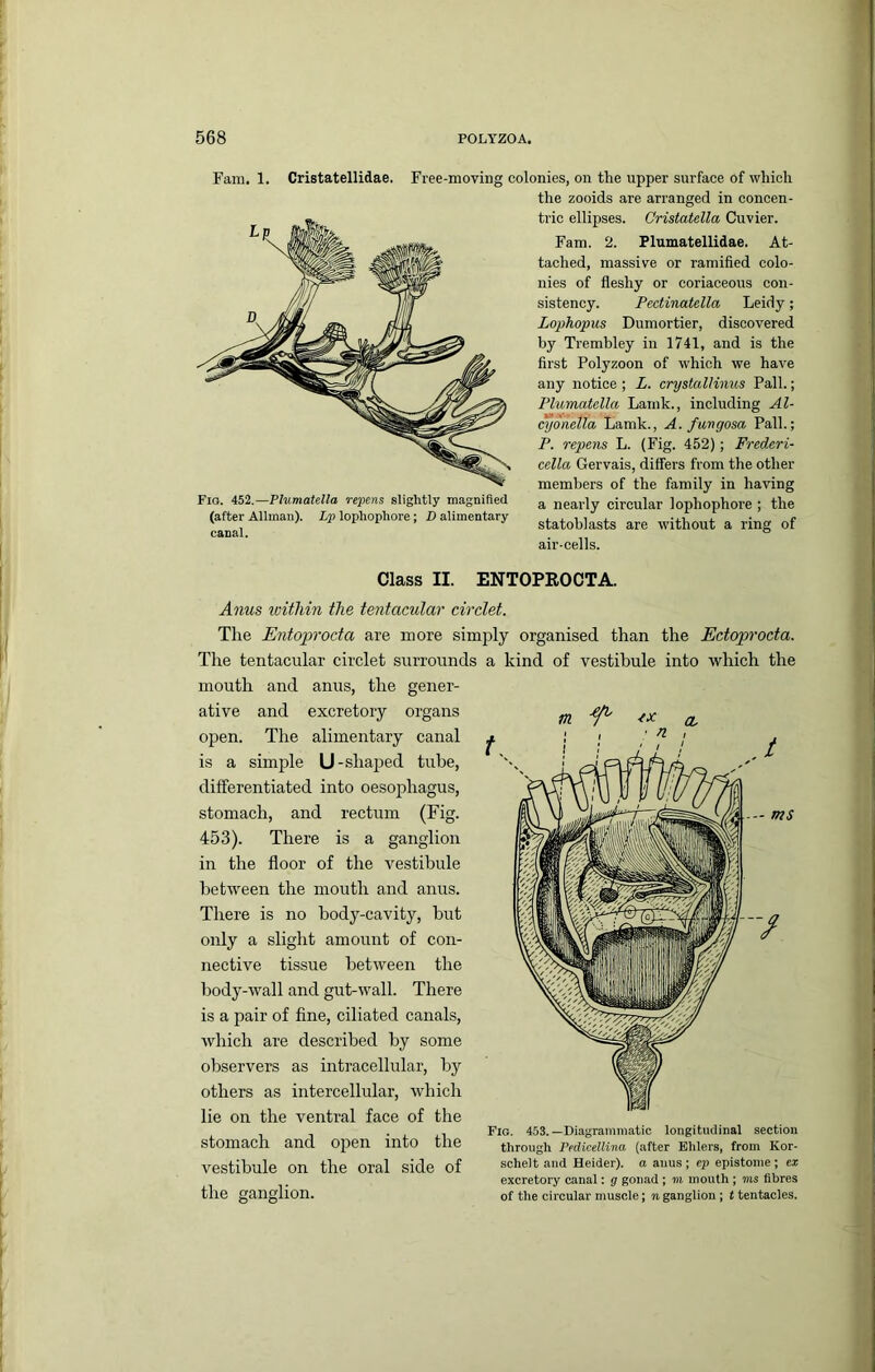 Fam. 1. Cristatellidae. Free-moving colonies, on the upper surface of which the zooids are arranged in concen- tric ellipses. Cristatella Cuvier. Fam. 2. Plumatellidae. At- tached, massive or ramified colo- nies of fleshy or coriaceous con- sistency. Pectinatella Leidy; Lophopus Dumortier, discovered by Trembley in 1741, and is the first Polyzoon of which we have any notice ; L. crystalKims Pall.; Plumatella Lamk., including Al- cyonella Eamk., A. fangosa Pall.; P. repens L. (Fig. 452); Frederi- cello, Gervais, differs from the other members of the family in having a nearly circular lophophore ; the statoblasts are without a ring of air-cells. Class II. ENTOPEOCTA. Anus tvithin the tentacular circlet. The Entoprocta are more simply organised than the Ectoprocta. Tire tentacular circlet surrounds a kind of vestibule into which the mouth and anus, the gener- ative and excretory organs open. The alimentary canal is a simple U-shaped tube, differentiated into oesophagus, stomach, and rectum (Fig. There is a ganglion in the floor of the vestibule between the mouth and anus. Tlrere is no body-cavity, but only a slight amount of con- nective tissue between the body-wall and gut-wall. There is a pair of fine, ciliated canals, which are described by some observers as intracellular, by others as intercellular, which lie on the ventral face of the stomach and open into the vestibule on the oral side of the ganglion. tn ■f' a. Fig. 453.—Diagrammatic longitudinal section through Pedicellina (after Elders, from Kor- schelt and Heider). a anus ; ep epistome ; ex excretory canal: g gonad; m mouth ; ms fibres of the circular muscle; n ganglion ; t tentacles. Fig. 452.—Plumatella repens slightly magnified (after Allman). Lp lophophore; D alimentary canal.
