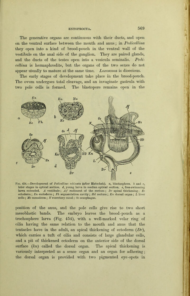 The generative organs are continuous with their ducts, and open on the ventral surface between the mouth and anus; in Pedicellma they open into a kind of brood-pouch in the ventral wall of the vestibule on the anal side of the ganglion. They are paired glands, and the ducts of the testes open into a vesicula seminalis. Pedi- eellina is hermaphrodite, but the organs of the two sexes do not appear usually to mature at the same time. Loxosoma is dioecious. The early stages of development take place in the brood-pouch. The ovum undergoes total cleavage, and an invaginate gastrula with two pole ceUs is formed. The blastopore remains open in the Fig. 454.—Development of Pedicellina echinata (after Hatschek). a, blastospliere. b and c, later stages in optical section, d, young larva in median optical section, e, free-swimming larva extended. A vestibule; A f rudiment of the rectum ; Dr apical thickening; Ec ectoderm ; En endoderm ; Eh segmentation cavity; Hd rectum; Kn dorsal organ ; L liver cells ; Ms mesoderm ; N excretory canal; Oe oesophagus. position of the anus, and the pole cells give rise to two short mesoblastic bands. The embryo leaves the brood-pouch as a trochosphere larva (Fig. 454), tvith a well-marked velar ring of cilia having the same relation to the mouth and anus that the tentacles have in the adult, an apical thickening of ectoderm (Dr), which carries a tuft of cilia and consists of large glandular cells, and a pit of thickened ectoderm on the anterior side of the dorsal surface (kn) called the dorsal organ. The apical thickening is variously interpreted as a sense organ and an organ for adhering; the dorsal organ is provided with two pigmented eye-spots in