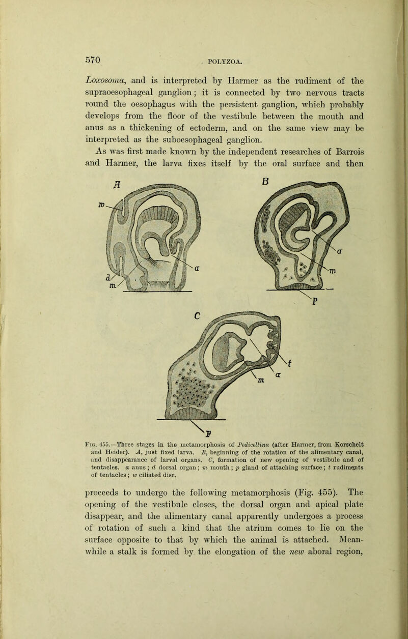 Loxosoma, and is interpreted by Harmer as the rudiment of the supraoesophageal ganglion; it is connected by two nervous tracts round the oesophagus with the persistent ganglion, which probably develops from the floor of the vestibule between the mouth and anus as a thickening of ectoderm, and on the same view may be interpreted as the suboesophageal ganglion. As was first made known by the independent researches of Barrois and Harmer, the larva fixes itself by the oral surface and then Fig. 455.—Three stages in the inetainorpliosis of Pedicellina (after Harmer, from Korschelt and Heider). A, just fixed larva. B, beginning of the rotation of the alimentary canal, and disappearance of larval organs. C, formation of new opening of vestibule and of tentacles, a anus; d dorsal organ ; m mouth ; p gland of attaching surface; t rudiments of tentacles ; w ciliated disc. proceeds to undergo the following metamorphosis (Fig. 455). The opening of the vestibule closes, the dorsal organ and apical plate disappear, and the alimentary canal apparently undergoes a process of rotation of sucli a kind that the atrium comes to lie on the surface opposite to that by which the animal is attached. Mean- while a stalk is formed by the elongation of the 7ieto aboral region.