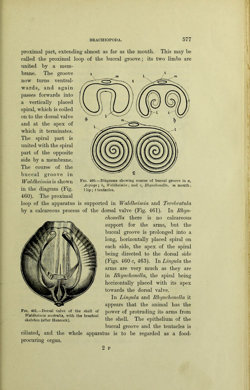 proximal part, extending almost as far as the mouth. This may be called the proximal loop of the buccal groove; its two limbs are united by a mem- brane. The groove now turns ventral- wards, and again passes forwards into a vertically placed spiral, which is coiled on to the dorsal valve and at the apex of which it terminates. The spiral part is united with the spiral part of the opposite side by a membrane. The course of the buccal groove in Waldlieimia is shown in the diagram (Fig. 460). The proximal loop of the apparatus is suijported in Waldlieimia and Terehratula by a calcareous process of the dorsal valve (Fig. 461). In Ehyn- clionella there is no calcareous support for the arms, but the buccal groove is prolonged into a long, horizontally placed spiral on each side, the apex of the spiral being directed to the dorsal side (Figs. 460 c, 463). In Lingula the arms are very much as they are in Rhynelionella, the spiral being horizontally placed with its apex towards the dorsal valve. In Lingula and Rhynelionella it appears that the animal has the power of protruding its arms from the shell. The epithelium of the buccal groove and the tentacles is ciliated, and the whole apparatus is to be regarded as a food- procuring organ. Fig. 461.—Dorsal valve of the shell of Wdldheimia australis, with the brachial skeleton (after Hancock). Fig. 460.—Diagrams showing course of buccal groove in a, Argiope; hf IValdheimia; and c, Rhynchonella, m mouth; nip; t tentacles.