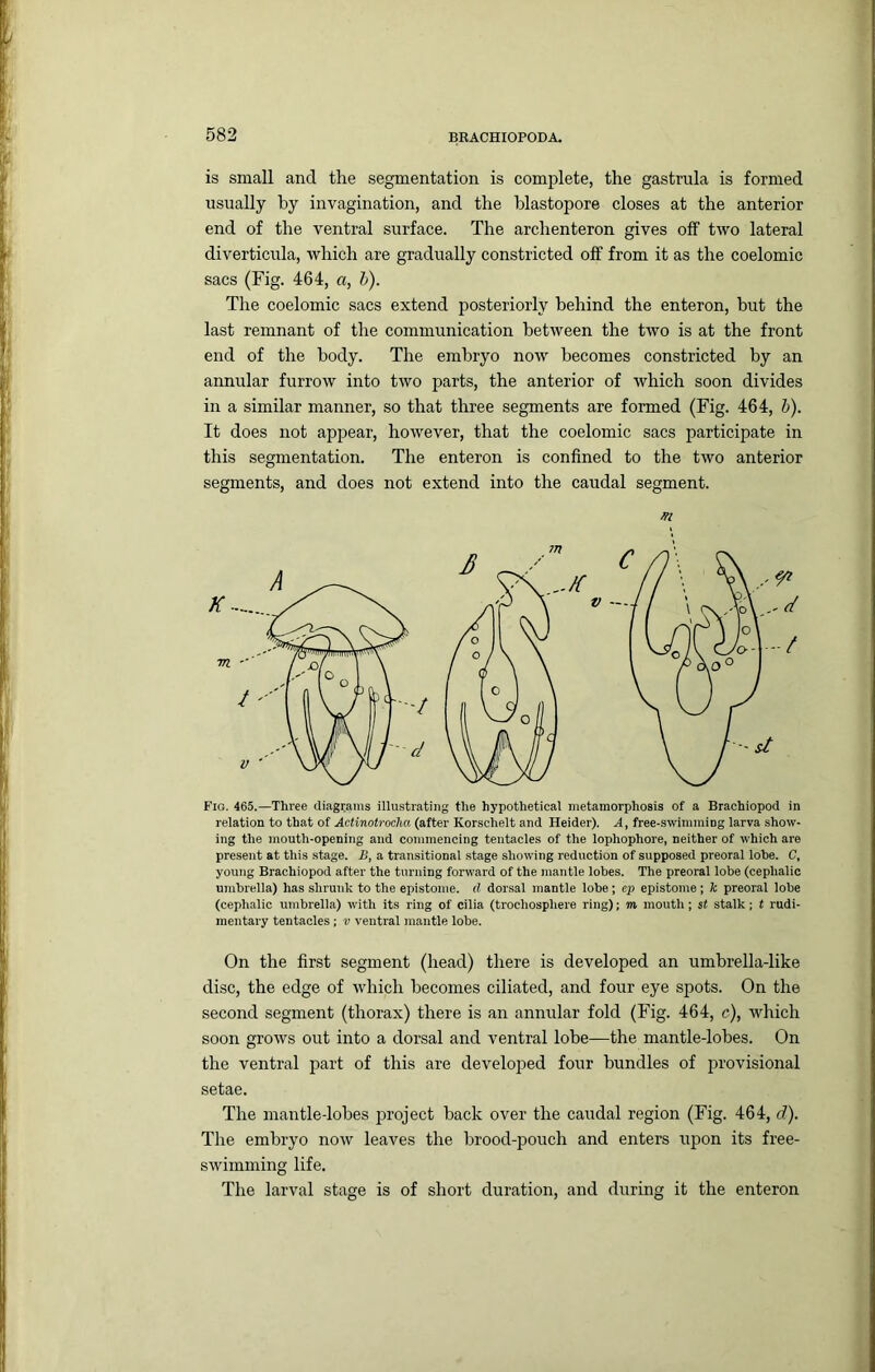 is small and the segmentation is complete, the gastrula is formed usually by invagination, and the blastopore closes at the anterior end of the ventral surface. The archenteron gives olf two lateral diverticula, which are gradually constricted off from it as the coelomic sacs (Fig. 464, a, b). The coelomic sacs extend posteriorly behind the enteron, but the last remnant of the communication between the two is at the front end of the body. The embryo now becomes constricted by an annular furrow into two parts, the anterior of which soon divides in a similar manner, so that three segments are formed (Fig. 464, b). It does not appear, however, that the coelomic sacs participate in this segmentation. The enteron is confined to the two anterior segments, and does not extend into the caudal segment. n Fig. 465.—Three diagrams illustrating the hypothetical metamorphosis of a Brachiopod in relation to that of Actinotrocha (after Korschelt and Heider). A, free-swimming larva show- ing the mouth-opening and commencing tentacles of the lophophore, neither of which are present at this stage. B, a transitional stage showing reduction of supposed preoral lobe. C, young Brachiopod after the turning forward of the mantle lobes. The preoral lobe (cephalic umbrella) has shrunk to the epistome. d dorsal mantle lobe ; ep epistome ; k preoral lobe (cephalic umbrella) with its ring of cilia (trochosphere ring); m mouth; st stalk; t rudi- mentary tentacles; v ventral mantle lobe. On the first segment (head) there is developed an umbrella-like disc, the edge of which becomes ciliated, and four eye spots. On the second segment (thorax) there is an annular fold (Fig. 464, c), which soon grows out into a dorsal and ventral lobe—the mantle-lobes. On the ventral part of this are developed four bundles of provisional setae. The mantle-lobes project back over the caudal region (Fig. 464, d). The embryo now leaves the brood-pouch and enters upon its free- swimming life. The larval stage is of short duration, and during it the enteron