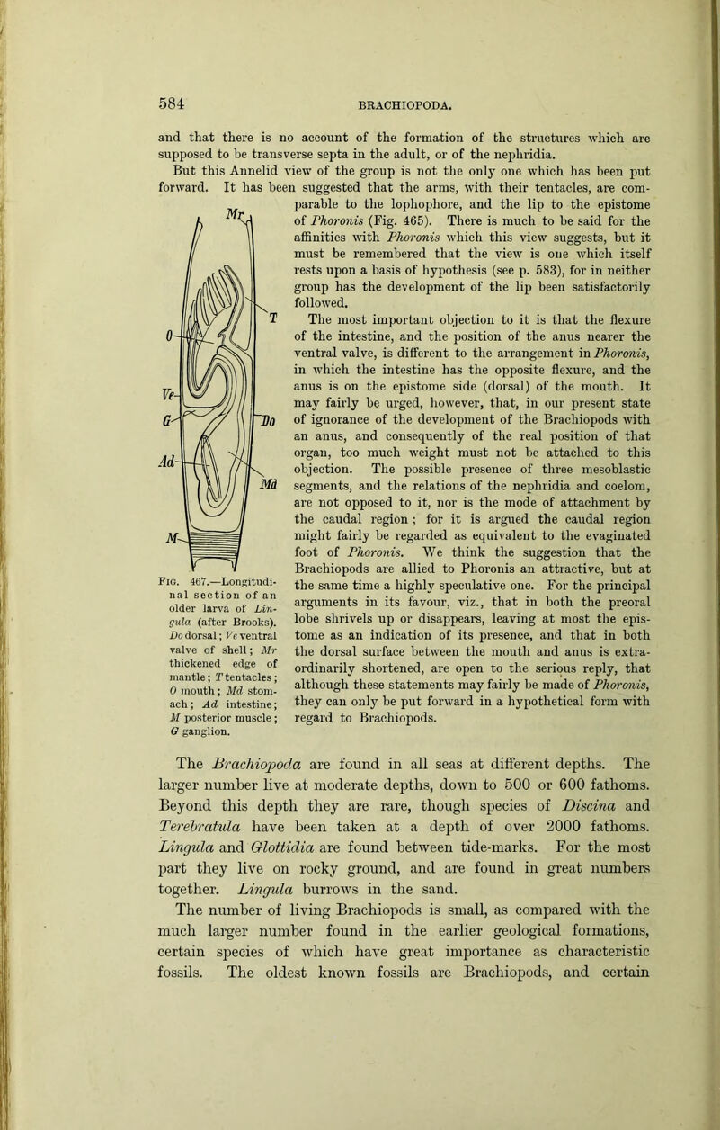 and that there is no account of the formation of the structures which are supposed to be transverse septa in the adult, or of the nephridia. But this Annelid view of the group is not the only one which has been put forward. It has been suggested that the arms, With their tentacles, are com- parable to the lophophore, and the lip to the epistome of Phoronis (Fig. 465). There is much to be said for the affinities with Phoronis which this view suggests, but it must be remembered that the view is one which itself rests upon a basis of hypothesis (see p. 583), for in neither group has the development of the lip been satisfactorily followed. The most important objection to it is that the flexure of the intestine, and the position of the anus nearer the ventral valve, is different to the arrangement in Phoronis, in which the intestine has the opposite flexure, and the anus is on the epistome side (dorsal) of the mouth. It may fairly be urged, however, that, in our present state of ignorance of the development of the Brachiopods with an anus, and consequently of the real position of that organ, too much weight must not be attached to this objection. The possible presence of three mesoblastic segments, and the relations of the nephridia and coelom, are not opposed to it, nor is the mode of attachment by the caudal region ; for it is argued the caudal region might fairly be regarded as equivalent to the evaginated foot of Phoronis. We think the suggestion that the Brachiopods are allied to Phoronis an attractive, but at the same time a highly speculative one. For the principal arguments in its favour, viz., that in both the preoral lobe shrivels up or disappears, leaving at most the epis- tome as an indication of its presence, and that in both the dorsal surface between the mouth and anus is extra- ordinarily shortened, are open to the serious reply, that although these statements may fairly be made of Phoronis, they can only be put forward in a hypothetical form with regard to Brachiopods. The Bracliiopoda are found in all seas at different depths. The larger number live at moderate depths, down to 500 or 600 fathoms. Beyond this depth they are rare, though species of Discina and Terehratula have been taken at a depth of over 2000 fathoms. Lingula and Glottidia are found between tide-marks. For the most part they live on rocky ground, and are found in great numbers together. Lingula burrows in the sand. The number of living Brachiopods is small, as compared ■with the much larger number found in the earlier geological formations, certain species of which have great importance as characteristic fossils. The oldest known fossils are Brachiopods, and certain Fig. 467.—Longitudi- nal section of an older larva of Lin- gula (after Brooks). Do dorsal; Ve ventral valve of shell; Mr thickened edge of mantle; Ftentacles; 0 mouth ; Md stom- ach ; Ad intestine; M posterior muscle; 6 ganglion.