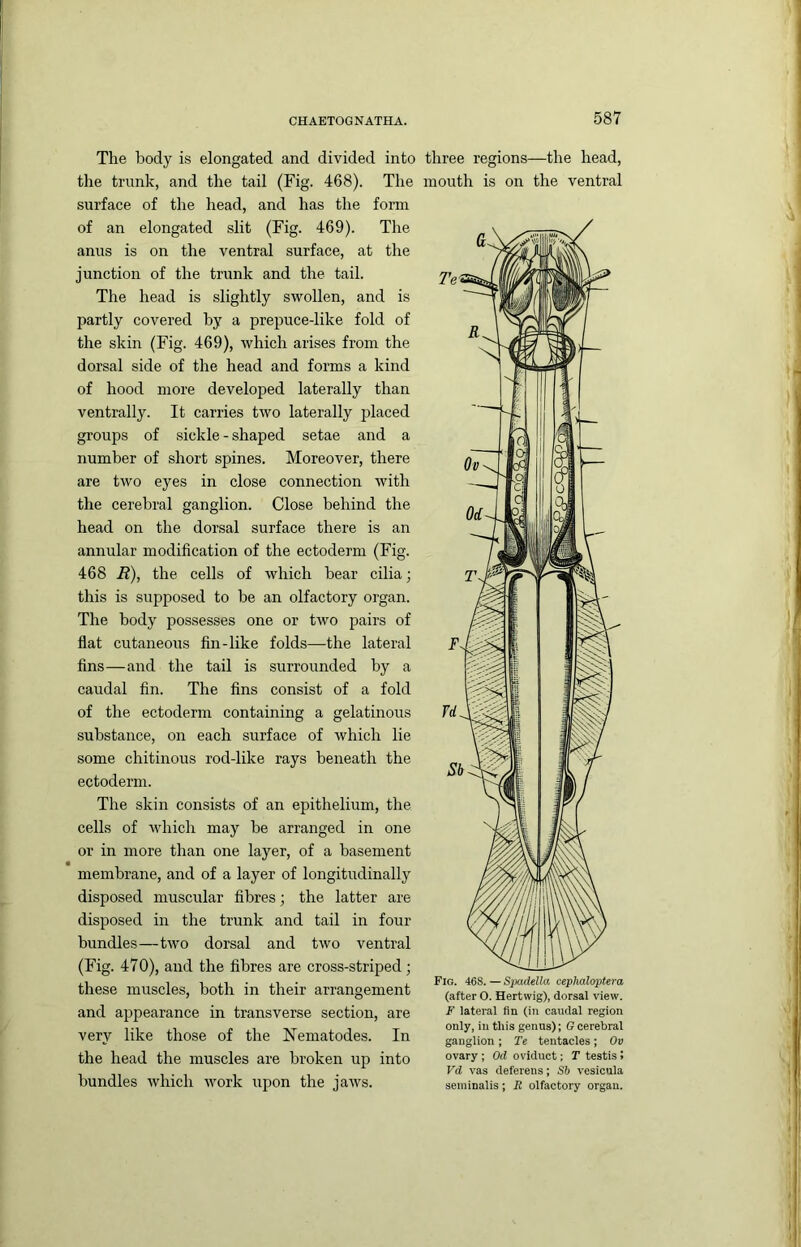 The body is elongated and divided into the trunk, and the tail (Fig. 468). The surface of the head, and has the form of an elongated slit (Fig. 469). The anus is on the ventral surface, at the junction of the trunk and the tail. The head is slightly swollen, and is partly covered by a prepuce-like fold of the skin (Fig. 469), which arises from the dorsal side of the head and forms a kind of hood more developed laterally than ventrally. It carries two laterally placed groups of sickle - shaped setae and a number of short spines. Moreover, there are two eyes in close connection with the cerebral ganglion. Close behind the head on the dorsal surface there is an annular modification of the ectoderm (Fig. 468 i?), the cells of which bear cilia; this is supposed to be an olfactory organ. The body possesses one or two pairs of flat cutaneous fin-like folds—-the lateral fins—and the tail is surrounded by a caudal fin. The fins consist of a fold of the ectoderm containing a gelatinous substance, on each surface of which lie some chitinous rod-like rays beneath the ectoderm. The skin consists of an epithelium, the cells of which may be arranged in one or in more than one layer, of a basement membrane, and of a layer of longitudinally disposed muscular fibres; the latter are disposed in the trunk and tail in four bundles—two dorsal and two ventral (Fig. 470), and the fibres are cross-striped; these muscles, both in their arrangement and appearance in transverse section, are very like those of the Nematodes. In the head the muscles are broken up into bundles which work upon the jaws. three regions—the head, mouth is on the ventral Fig. 46S. — Spadella cephaloptera (after O. Hertwig), dorsal view. F lateral fin (in caudal region only, in this genus); G cerebral ganglion; Te tentacles; Ov ovary ; Od oviduct; T testis > Vd vas deferens; Sb vcsicula seminalis; R olfactory organ.