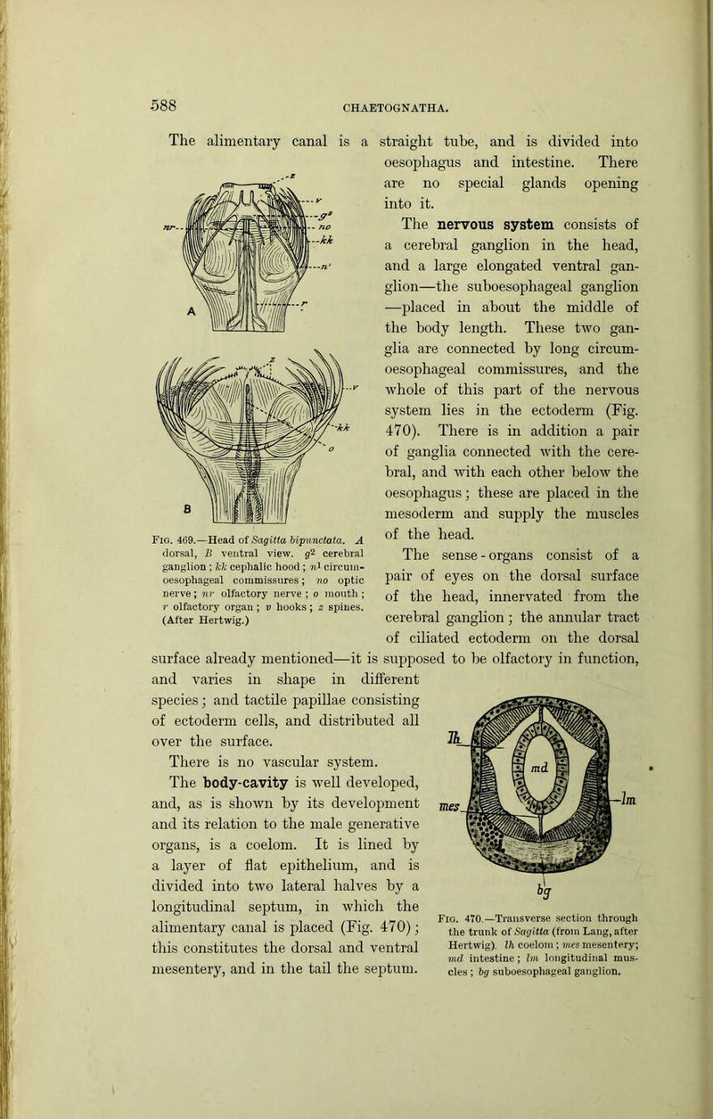 Tlie alimentary canal is a straight tube, and is divided into oesophagus and intestine. There are no special glands opening into it. The nervous system consists of a cerebral ganglion in the head, and a large elongated ventral gan- glion—the suboesophageal ganglion —placed in about the middle of the body length. These two gan- glia are connected by long circum- oesophageal commissures, and the whole of this part of the nervous system lies in the ectoderm (Fig. 470). There is in addition a pair of ganglia connected with the cere- bral, and Avith each other below the oesophagus; these are placed in the mesoderm and supply the muscles of the head. The sense - organs consist of a pair of eyes on the dorsal surface of the head, innervated from the cerebral ganglion; the annular tract of ciliated ectoderm on the dorsal surface already mentioned—it is supposed to he olfactory in function, and varies in shape in different species; and tactile papillae consisting of ectoderm cells, and distributed all over the surface. There is no vascular system. The body-cavity is well developed, and, as is shoAvn by its develojrment and its relation to the male generative organs, is a coelom. It is lined by a layer of flat eiaithelium, and is divided into two lateral halves by a longitudinal septum, in which the j 1-11 /T-i- Fig- 470.—Ti-ansverse .section through alimentary canal is placed (1 Ig. 470) ; the trunk of Sagitta (from Lang, after this constitutes the dorsal and ventral Hertwig). coelom ; mes mesentery; md intestine; Im longitudinal mus- mesentery, and in the tail the septum. cies; bg suboesophageal ganglion. Fig. 469.—Head of Sagitta bipuncUxta. A dorsal, B ventral view. cerebral ganglion ; Tck cephalic hood; n't circum- oesophageal commissures; no optic nerve; nr olfactory nerve ; o mouth ; r olfactory organ; v hooks; z spines. (After Hertwig.) Tnes