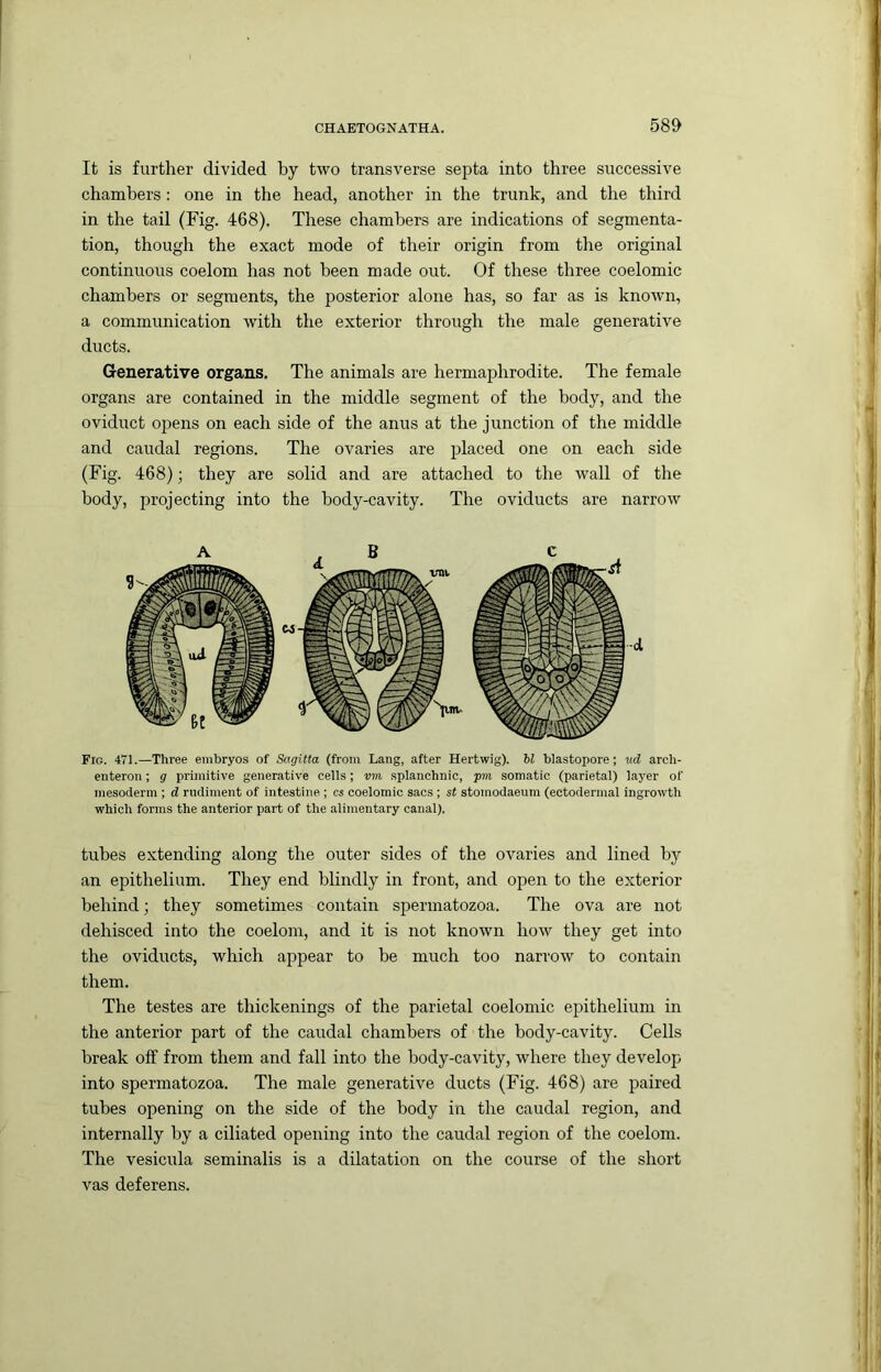 ! CHAETOGNATHA. 589 It is further divided by two transverse septa into three successive chambers : one in the head, another in the trunk, and the third in the tail (Fig. 468). These chambers are indications of segmenta- tion, though the exact mode of their origin from the original continuous coelom has not been made out. Of these three coelomic chambers or segments, the posterior alone has, so far as is known, a communication with the exterior through the male generative ducts. Generative organs. The animals are hermaphrodite. The female organs are contained in the middle segment of the body, and the oviduct opens on each side of the anus at the junction of the middle and caudal regions. The ovaries are placed one on each side (Fig. 468); they are solid and are attached to the wall of the body, projecting into the body-cavity. The oviducts are narrow Fig. 471.—Three embryos of Sagilta (from Lang, after Hertwig). hi blastopore; ud arch- enteron; g primitive generative cells; vm splanchnic, pm somatic (parietal) layer of mesoderm ; d rudiment of intestine ; cs coelomic sacs ; st stomodaeum (ectodermal ingrowth which forms the anterior part of the alimentary canal). tubes extending along the outer sides of the ovaries and lined by an epithelium. They end blindly in front, and open to the exterior behind; they sometimes contain spermatozoa. The ova are not dehisced into the coelom, and it is not known how they get into the oviducts, which appear to be much too narrow to contain them. The testes are thickenings of the parietal coelomic epithelium in the anterior part of the caudal chambers of the body-cavity. Cells break off from them and fall into the body-cavity, where they develop into spermatozoa. The male generative ducts (Fig. 468) are paired tubes opening on the side of the body in the caudal region, and internally by a ciliated opening into the caudal region of the coelom. The vesicula seminalis is a dilatation on the course of the short vas deferens.