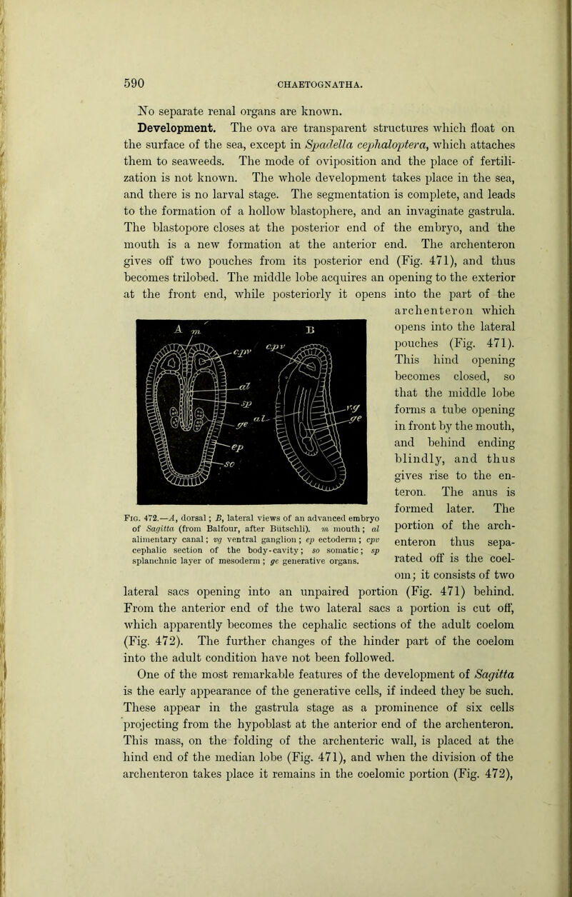 No separate renal organs are known. Development. The ova are transparent structures w'liich float on the surface of the sea, except in Spadella cephaloptera, Avhich attaches them to seaweeds. The mode of oviposition and the place of fertili- zation is not known. The whole development takes place in the sea, and there is no larval stage. The segmentation is complete, and leads to the formation of a hollow hlastophere, and an invaginate gastrula. The blastopore closes at the posterior end of the embryo, and the mouth is a new formation at the anterior end. The archenteron gives off two pouches from its posterior end (Fig. 471), and thus becomes trilohed. The middle lobe acquires an opening to the exterior at the front end, while jjosteriorly it opens into the part of the archenteron which opens into the lateral pouches (Fig. 471). This hind opening becomes closed, so that the middle lobe forms a tube opening in front by the mouth, and behind ending blindly, and thus gives rise to the en- teron. The anus is formed later. The portion of the arch- enteron thus sepa- rated off is the coel- om; it consists of two lateral sacs opening into an unpaired portion (Fig. 471) behind. From the anterior end of the two lateral sacs a portion is cut off, which apparently becomes the cephalic sections of the adult coelom (Fig. 472). The further changes of the hinder part of the coelom into the adult condition have not been followed. One of the most remarkable features of the development of Sagitta is the early appearance of the generative cells, if indeed they be such. These appear in the gastrula stage as a prominence of six cells projecting from the hypoblast at the anterior end of the archenteron. This mass, on the folding of the archenteric wall, is placed at the hind end of the median lobe (Fig. 471), and when the division of the archenteron takes 2flace it remains in the coelomic portion (Fig. 472), Fig. 472.—A, dorsal; B, lateral views of an advanced embryo of Sagitta (from Balfour, after Biitschli). m mouth; al alimentary canal; vg ventral ganglion; ep ectoderm; cpv cephalic section of the body-cavity; so somatic; sp splanchnic layer of mesoderm; gc generative organs.