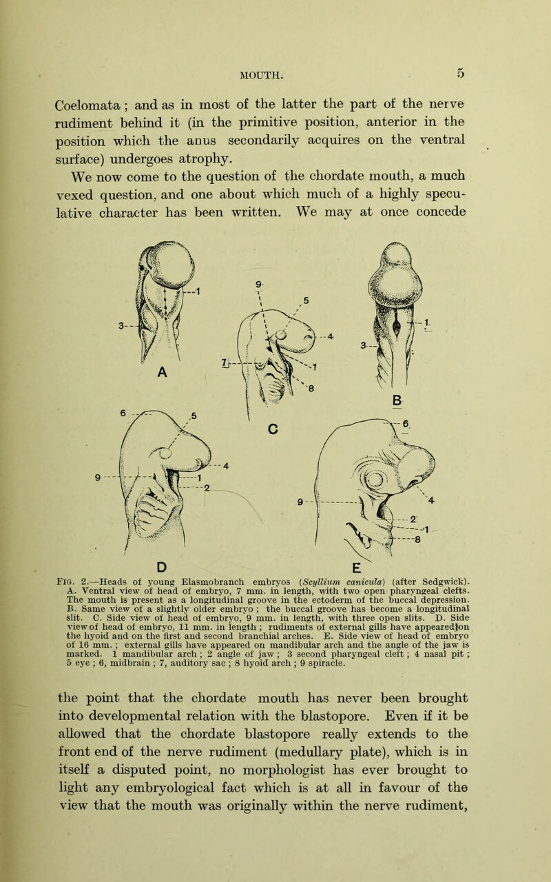 Coelomata; and as in most of the latter the part of the nerve rudiment behind it (in the primitive position, anterior in the position which the anus secondarily acquires on the ventral surface) undergoes atrophy. We now come to the question of the chordate mouth, a much vexed question, and one about which much of a highly specu- lative character has been written. We may at once concede Fig. 2.—Heads of young Elasmobrancli embryos (Scyllium canicula) (after Sedgwick). A. Ventral view of head of embryo, 7 mm. in len^h, with two open pharyngeal clefts. The mouth is present as a longitudinal groove in the ectoderm of the buccal depression. B. Same view of a slightly older embryo ; the buccal groove has become a longitudinal slit. C. Side view of head of embryo, 9 mm. in length, with three open slits. D. Side view of head of embryo, 11 mm. in length ; rudiments of external gills have appearedjon the liyoid and on the first and second branchial arches. E. Side view of head of embryo of 16 mm. ; external gills have appeared on mandibular arch and the angle of the jaw is marked. 1 mandibular arch ; 2 angle of jaw ; 3 second pharyngeal cleft; 4 nasal pit ; 5 eye ; 6, midbrain ; 7, auditory sac ; 8 hyoid arch ; 9 spiracle. the point that the chordate mouth has never been brought into developmental relation with the blastopore. Even if it be allowed that the chordate blastopore reaUy extends to the front end of the nerve rudiment (medullary plate), which is in itself a disputed point, no morphologist has ever brought to light any embryological fact which is at all in favour of the view that the mouth was originally within the nerve rudiment,