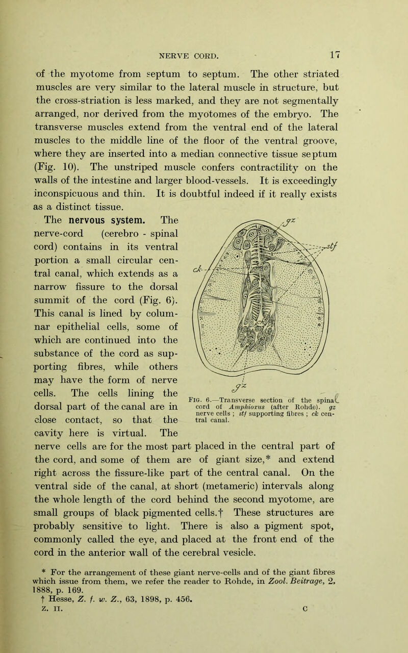 of the myotome from septum to septum. The other striated muscles are very similar to the lateral muscle in structure, but the cross-striation is less marked, and they are not segmentally arranged, nor derived from the myotomes of the embryo. The transverse muscles extend from the ventral end of the lateral muscles to the middle line of the floor of the ventral groove, where they are inserted into a median connective tissue septum (Fig. 10). The imstriped muscle confers contractility on the walls of the intestine and larger blood-vessels. It is exceedingly inconspicuous and thin. It is doubtful indeed if it really exists as a distinct tissue. The nervous system. The nerve-cord (cerebro - spinal cord) contains in its ventral portion a small circular cen- tral canal, which extends as a narrow fissure to the dorsal summit of the cord (Fig. 6). This canal is lined by colum- nar epithelial cells, some of which are continued into the substance of the cord as sup- porting fibres, while others may have the form of nerve cells. The cells lining the , . Fig. 6.—Transverse section of the spinat dorsal part of the canal are m cord of AmpMoxus (after Rohde), gz nerve cells ; stf supporting fibres ; ck cen- close contact, so that the tral canal. cavity here is virtual. The nerve cells are for the most part placed in the central part of the cord, and some of them are of giant size,* and extend right across the fissure-like part of the central canal. On the ventral side of the canal, at short (metameric) intervals along the whole length of the cord behind the second myotome, are small groups of black pigmented cells.f These structures are probably sensitive to light. There is also a pigment spot, commonly called the eye, and placed at the front end of the cord in the anterior wall of the cerebral vesicle. * For the arrangement of these giant nerve-cells and of the giant fibres which issue from them, we refer the reader to Rohde, in Zool. Beitrage, 2, 1888, p. 169. t Hesse, Z. f. w. Z., 63, 1898, p. 456. z. II. C