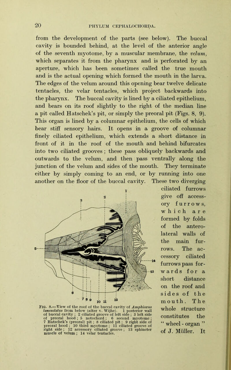 from the development of the parts (see below). The buccal cavity is bounded behind, at the level of the anterior angle of the seventh myotome, by a muscular membrane, the velum, which separates it from the pharynx and is perforated by an aperture, which has been sometimes called the true mouth and is the actual opening which formed the mouth in the larva. The edges of the velum around this opening bear twelve delicate tentacles, the velar tentacles, which project backwards into the pharynx. The buccal cavity is lined by a ciliated epithelium, and bears on its roof slightly to the right of the median line a pit called Hatschek’s pit, or simply the preoral pit (Figs. 8, 9). This organ is lined by a columnar epithelium, the cells of which bear stiff sensory hairs. It opens in a groove of columnar finely ciliated epithelium, which extends a short distance in front of it in the roof of the mouth and behind bifurcates into two ciliated grooves ; these pass obliquely backwards and outwards to the velum, and then pass ventraUy along the jimction of the velum and sides of the mouth. They terminate either by simply coming to an end, or by running into one another on the floor of the buccal cavity. These two diverging ciliated furrows give off access- ory furrows, which are formed by folds of the antero- lateral walls of the main fur- rows. The ac- cessory ciliated furrows pass for- wards for a short distance on the roof and sides of the mouth. The whole structirre constitutes the “ wheel - organ ” of J. Miiller. It 1 riG. 8.—View of the roof of the buccal cavity of AmpMoxus lanceolatus from below (after v. Wijhe). 1 posterior wall of buccal cavity ; 2 ciliated groove of left side ; 3 left side of preoral hood ; 5 notochord; 6 second myotome; 7 Hatschek's (preoral) pit; 8 ciliated pit; 9 right side of preoral hood ; 10 third myotome ; 11 ciliated groove of right side; 12 accessory ciliated groove; 13 sphincter muscle of velum ; 14 velar tentacles.