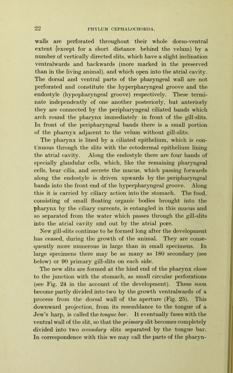 walls are perforated throughout their whole dorso-ventral extent (except for a short distance behind the velum) by a number of vertically directed slits, which have a slight inclination ventralwards and backwards (more marked in the preserved than in the living animal), and which open into the atrial cavity. The dorsal and ventral parts of the pharyngeal wall are not perforated and constitute the hyperpharyngeal groove and the endostyle (hypopharyngeal groove) respectively. These termi- nate independently of one another posteriorly, but anteriorly they are connected by the peripharyngeal ciliated bands which arch round the pharynx immediately in front of the gill-slits. In front of the peripharyngeal bands there is a small portion of the pharnyx adjacent to the velum without gill-slits. The pharynx is lined by a ciliated epithelium, which is con- tinuous through the slits with the ectodermal epithelium lining the atrial cavity. Along the endostyle there are four bands of specially glandular cells, which, like the remaining pharyngeal cells, bear cilia, and secrete the mucus, which passing forwards along the endostyle is driven upwards by the peripharyngeal bands into the front end of the hyperpharyngeal groove. Along this it is carried by ciliary action into the stomach. The food, consisting of small floating organic bodies brought into the pharynx by the ciliary currents, is entangled in this mucus and so separated from the water which passes through the gill-slits into the atrial cavity and out by the atrial pore. New gill-slits continue to be formed long after the development has ceased, during the growth of the animal. They are conse- quently more numerous in large than in small specimens. In large specimens there may be as many as 180 secondary (see below) or 90 primary gill-slits on each side. The new slits are formed at the hind end of the pharynx close to the junction with the stomach, as small circular perforations (see Fig. 24 in the account of the development). These soon become partly divided into two by the growth ventralwards of a process from the dorsal wall of the aperture (Fig. 25). This downward projection, from its resemblance to the tongue of a Jew’s harp, is called the tongue bar. It eventually fuses with the ventral wall of the slit, so that the frimary slit becomes completely divided into two secondary slits separated by the tongue bar. In correspondence with this we may call the parts of the pharyn-
