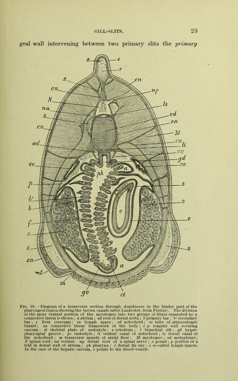 geal wall intervening between two primary slits the primary Fig. 10.—Diagram of a transverse section through Amphioxus in the hinder part of the pharyngeal region showing the brown canals (after Laukester, from Perrier). The division of the more ventral portion of the myotomes into two groups of fibres separated by a connective fascia is shown ; a atrium ; act root of dorsal aorta; b primary bar ; 6' secondary bar; c liver (caecum); ca lymph space; cd notochord; ee tube of atriocoelomic funnel; cn connective tissue framework of the body; c p somatic wall covering caecum; ct skeletal plate of endostyle ; e ectoderm; / branchial slit ; gd hyper- jiharyngeal groove ; gv endostyle ; K ventral canal of notochord ; h dorsal canal of the notochord ; m transverse muscle of atrial floor ; il myotomes ; mt metapleure; N spinal cord ; no ventral, np dorsal root of a spinal nerve ; o gonad ; p portion of a fold in dorsal wall of atrium ; pli pharynx ; r dorsal flu ray ; s so-called lymph-spaces. In the case of the hepatic caecum, s points to the blood-vessels.