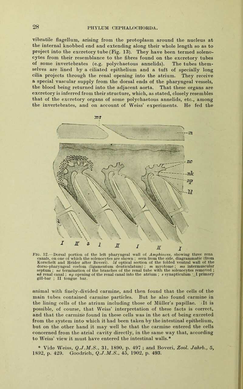 vibratile flagellum, arising from the protoplasm around the nucleus at the internal knobbed end and extending along their whole length so as to project into the excretory tube (Fig. 13). They have been termed soleno- cytes from their resemblance to the fibres found on the excretory tubes of some invertebrates (e.g. polychaetous annelids). The tubes them- selves are lined by a ciliated epithelium and a tuft of specially long cilia projects through the renal opening into the atrium. They receive a special vascular supply from the dorsal ends of the pharyngeal vessels, the blood being returned into the adjacent aorta. That these organs are excretory is inferred from their structure, which, as stated, closely resembles that of the excretory organs of some polychaetous annelids, etc., among the invertebrates, and on account of Weiss’ experiments. He fed the 3ns Pig. 12.—Dorsal portion of the left pharyngeal wall of AmpMoxus, showing three, rena canals, on one of which the solenocytes are shown ; seen from the side, diagrammatic (from Korschelt and Heider after Boveri). Id optical section of the folded ventral wall of the dorso-pharyngeal coelom (ligamentum denticulatum) ; m myotome ; ms intermuscular septum ; nc termination of the branches of the renal tube with tlie solenocytes removed ; nfc renal canal; np opening of the renal canal into the atrium ; s synapticulum ^ I primary gill-bar ; II tongue bar. animal with finely-divided carmine, and then found that the cells of the main tubes contained carmine particles. But he also found carmine in the lining cells of the atrium including those of Muller’s papillae. Tt is possible, of course, that Weiss’ interpretation of these facts is correct, and that the carmine found in these cells was in the act of being excreted from the system into which it had been taken by the intestinal epithelium, but on the other hand it may well be that the carmine entered the cells concerned from the atrial cavity directly, in the same way that, according to Weiss’ view it must have entered the intestinal walls.’' Vide Weiss, Q.J.M.S., 31, 1890, p. 497 ; and Boveri, Zool. Jahrb., 5, 1892, p. 429. Goodrich, Q.J.M.S., 45, 1902, p. 493.