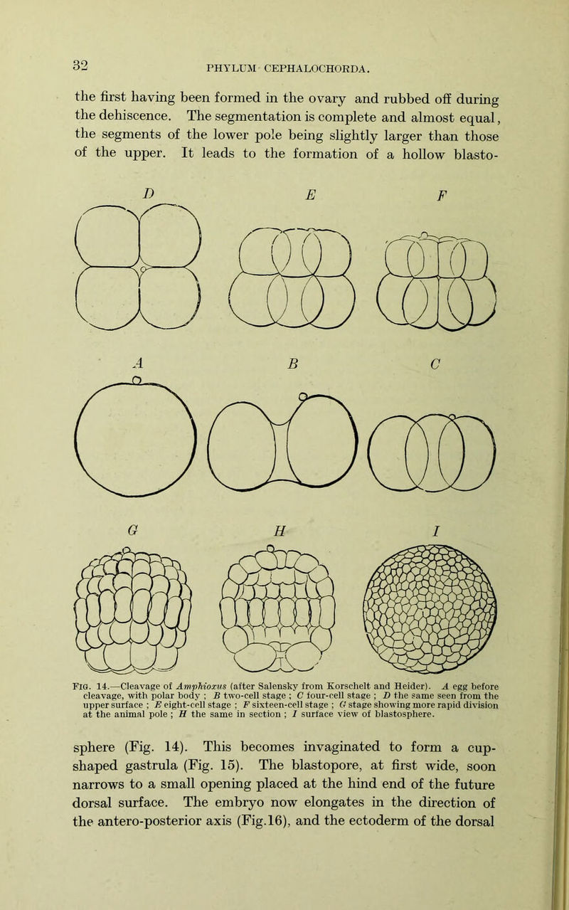 the first having been formed in the ovary and rubbed off during the dehiscence. The segmentation is complete and almost equal, the segments of the lower pole being slightly larger than those of the upper. It leads to the formation of a hollow blasto- D C o H Fig. 14.—Cleavage of Amphioxtis (after Salensky from Korsehelt and Heider). A egg before cleavage, with polar body ; B two-cell stage ; C four-cell stage ; D the same seen from the upper surface ; FI eight-cell stage : F sixteen-cell stage ; f? stage showing more rapid division at the animal pole; H the same in section ; I surface view of blastosphere. sphere (Fig. 14). This becomes invaginated to form a cup- shaped gastrula (Fig. 15). The blastopore, at first wide, soon narrows to a small opening placed at the hind end of the future dorsal surface. The embryo now elongates in the direction of the antero-posterior axis (Fig. 16), and the ectoderm of the dorsal