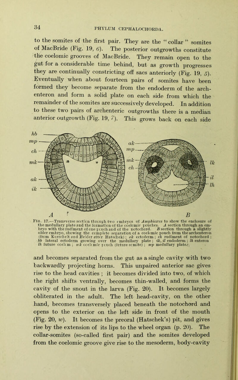 to the somites of the first pair. They are the “ collar ” somites of MacBride (Fig. 19, 6')- The posterior outgrowths constitute the coelomic grooves of MacBride. They remain open to the gut for a considerable time behind, but as growth progresses they are continually constricting off sacs anteriorly (Fig. 19, 5). Eventually when about fourteen pairs of somites have been formed they become separate from the endoderm of the arch- enteron and form a solid plate on each side from which the remainder of the somites are successively developed. In addition to these two pairs of archenteric outgrowths there is a median anterior outgrowth (Fig. 19, 7). This grows back on each side Fio. 17.—Transverse section thioufh tvo embryos ot AmpMox'us to show the enclosure of the medullary plate and the loimation of the coelomic pouches. A section through an em- bryo with the rudiment of one pouch and of the notochord. R section through a slightly older embryo, showing the complete separation of a coelomic pouch from the archenteron (from Korschelt and Heider alter Hatscheh); ah ectodeim ; cli rudiment of notochord ; hb lateral ectoderm growing over the medullary plate ; endoderm ; Ih enteron Ik future ccelcm ; mk ccelcmic pouch (future somite) ; mp medullary plate.; and becomes separated from the gut as a single cavity with two backwardly projecting horns. This unpaired anterior sac gives rise to the head cavities ; it becomes divided into two, of which the right shifts ventrally, becomes thin-walled, and forms the cavity of the snout in the larva (Fig. 20). It becomes largely obliterated in the adult. The left head-cavity, on the other hand, becomes transversely placed beneath the notochord and opens to the exterior on the left side in front of the mouth (Fig. 20, w). It becomes the preoral (Hatschek’s) pit, and gives rise by the extension of its lips to the wheel organ (p. 20). The coUar-somites (so-called first pair) and the somites developed from the coelomic groove give rise to the mesoderm, body-cavity