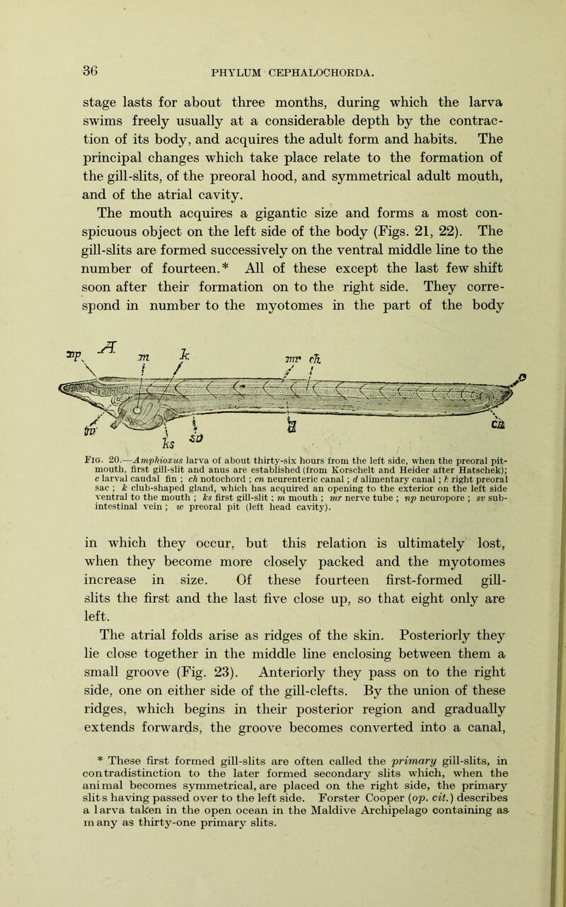 stage lasts for about three months, during which the larva swims freely usually at a considerable depth by the contrac- tion of its body, and acquires the adult form and habits. The principal changes which take place relate to the formation of the gill-slits, of the preoral hood, and symmetrical adult mouth, and of the atrial cavity. The mouth acquires a gigantic size and forms a most con- spicuous object on the left side of the body (Figs. 21, 22). The gill-slits are formed successively on the ventral middle line to the number of fourteen. * All of these except the last few shift soon after their formation on to the right side. They corre- spond in number to the myotomes in the part of the body Fig. 20.—AmpMoxus larva of about thirty-six hours from the left side, when the preoral pit- mouth, first gill-slit and anus are established (from Korschelt and Heider after Hatschek); c larval caudal fin ; ch notochord ; cn neurenteric canal; d alimentary canal; h right preoral sac ; k club-shaped gland, which has acquired an opening to the exterior on the left side ventral to the mouth ; ks first gill-slit; m mouth ; mr nerve tube ; np neuropore ; sv sub- intestinal vein; w preoral pit (left head cavity). in which they occur, but this relation is ultimately lost, when they become more closely packed and the myotomes increase in size. Of these fourteen first-formed gill- slits the first and the last five close up, so that eight only are left. The atrial folds arise as ridges of the skin. Posteriorly they lie close together in the middle line enclosing between them a small groove (Fig. 23). Anteriorly they pass on to the right side, one on either side of the gill-clefts. By the union of these ridges, which begins in their posterior region and gradually extends forwards, the groove becomes converted into a canal, * These first formed gill-slits are often called the primary gill-shts, in contradistinction to the later formed secondary slits which, when the animal becomes symmetrical, are placed on the right side, the primary slits having passed over to the left side. Forster Cooper {op. cit.) describes a 1 arva taken in the open ocean in the Maidive Archipelago containing as many as thirty-one primary slits.