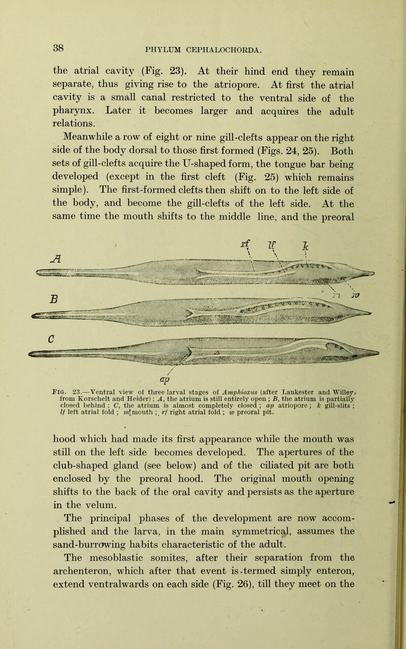the atrial cavity (Fig. 23). At their hind end they remain separate, thus giving rise to the atriopore. At first the atrial cavity is a small canal restricted to the ventral side of the pharynx. Later it becomes larger and acquires the adult relations. Meanwhile a row of eight or nine gill-clefts appear on the right side of the body dorsal to those first formed (Figs. 24, 25). Both sets of gill-clefts acquire the U-shaped form, the tongue bar being developed (except in the first cleft (Fig. 25) which remains simple). The first-formed clefts then shift on to the left side of the body, and become the gill-clefts of the left side. At the same time the mouth shifts to the middle line, and the preoral Fig. 23.—Ventral view of three larval stages of Amphioxus (after Lankester and Willey, from Korsehelt and Heider); A, the atrium is still entirely open ; B, the atrium is partially closed behind ; C, the atrium is almost completely closed ; ap atriopore; k gill-slits ; It left atrial fold ; m^mouth ;, rf right atrial fold ; w preoral pit. hood which had made its first appearance while the mouth was still on the left side becomes developed. The apertures of the club-shaped gland (see below) and of the cihated pit are both enclosed by the preoral hood. The original mouth opening shifts to the back of the oral cavity and persists as the aperture in the velum. The principal phases of the development are now accom- plished and the larva, in the main symmetrical, assumes the sand-burrcFwing habits characteristic of the adult. The mesoblastic somites, after their separation from the archenteron, which after that event is-termed simply enteron, extend ventralwards on each side (Fig. 26), till they meet on the