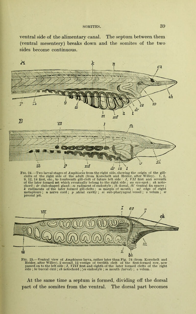 ventral side of the alimentary canal. The septum between them (ventral mesentery) breaks down and the somites of the two sides become continuous. Fig. 24.—Two larval stages of XmpAtoMS from the right side, showing the origin of the gill- clefts of the right side of the adult (from Korschelt and Heider, after Willey). 1. 2, 9, 12, 14 first, etc., to fourteenth gill-cleft of future left side • /, VII first and seventh of the later formed set which eventually belong to the right side ; au eye-spot ; ch noto- chord ; dr club-shaped gland ; es rudiment of endostyle ; fh dor.sal, fh' ventral fin spaces ; Ic rudiments of the later formed gill-clefts; m margin of mouth ; ml edge of right metapleure; n nerve cord; p atrial cavity ; si sub-pharyngeal vessel ; v velum ; w preoral pit. Fig. 25.—Ventral view of Amphioxus larva, rather later than Fig. 24 (from Korschelt and Heider, alter Willey). 2 second, 12 vestige of twelfth cleft of the first-formed row, now passed on to the left side ; I, VIII first and eighth of the later formed clefts of the right side ; he buccal cirri; ch notochord ; [es endostyle ; m mouth (larval) ; v velum.: At the same time a septum is formed, dividing off the dorsal part of the somites from the ventral. The dorsal part becomes