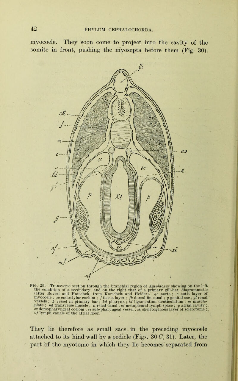myocoele. They soon come to project into the cavity of the somite in front, pushing the myosepta before them (Fig. 30). Fio. 29.—Transverse section througli the branchial region of Amphioxus slrowing on the ieft the condition of a secondary, and on the right that of a primary giii-bar, diagrammatic (after Boveri and Hatschek, from Korschelt and Heider).' eo aorta ; c cutis iayer of myocoeie ; ec endostylar coelom ; / fascia layer ; fh dorsal fin canal ; p genital sac ; gl renal vessels; k vessel in primary bar ; kd pharyn.x ; Id ligamentum denticulatum ; m muscle- piate ; mt transverse muscie ; n renal canal; of metapleural lymph space ; p atrial cavity ;. sc dorsopharyngeai coelom ; si sub-pharyngeal vessel; sk skeletogenous layer of sclerotome ;. vf lymph canals of the atrial floor. They lie therefore as small sacs in the preceding myocoele attached to its hind wall by a pedicle (Figs. 30C, 31). Later, the part of the myotome in which they lie becomes separated from
