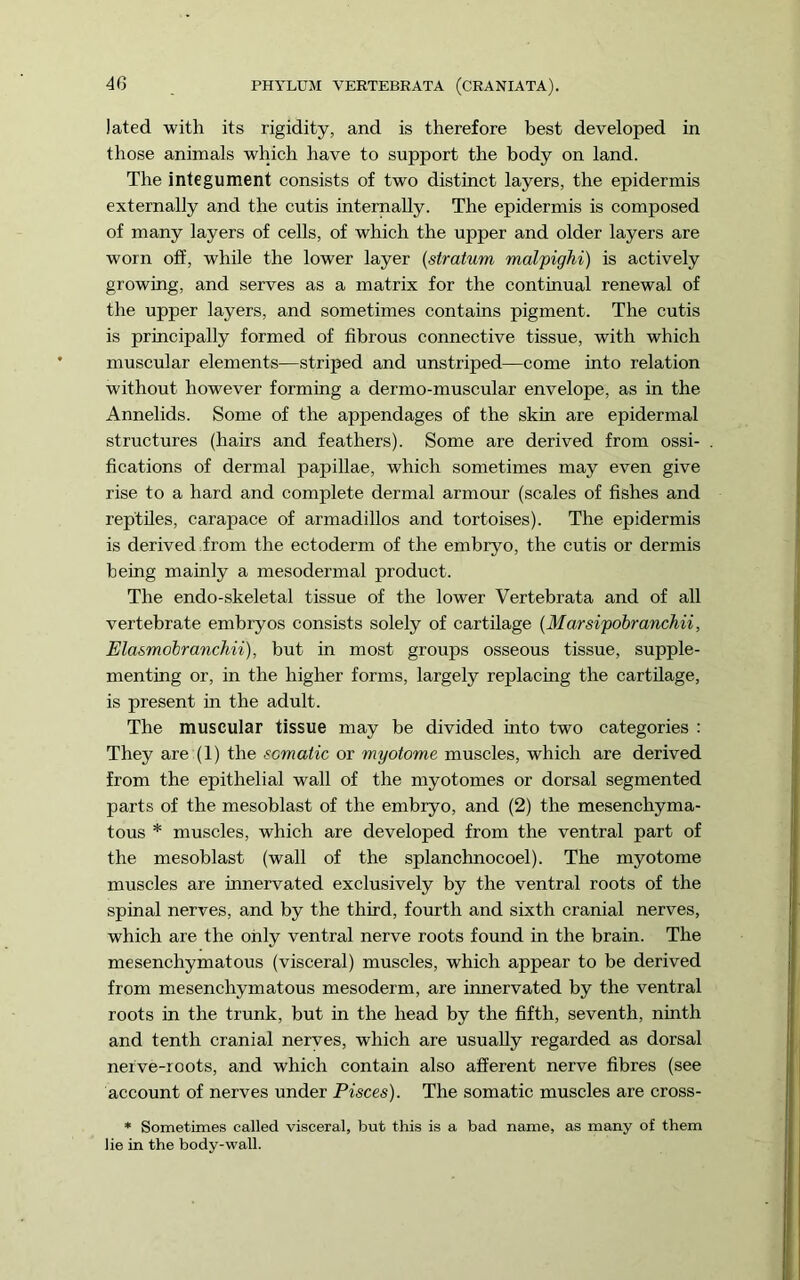 !ated with its rigidity, and is therefore best developed in those animals which have to support the body on land. The integument consists of two distinct layers, the epidermis externally and the cutis internally. The epidermis is composed of many layers of cells, of which the upper and older layers are worn off, while the lower layer {stratum malpighi) is actively growing, and serves as a matrix for the continual renewal of the upper layers, and sometimes contains pigment. The cutis is principally formed of fibrous connective tissue, with which muscular elements—striped and unstriped—come into relation without however forming a dermo-muscular envelope, as in the Annelids. Some of the appendages of the skin are epidermal structures (hairs and feathers). Some are derived from ossi- fications of dermal papillae, which sometimes may even give rise to a hard and complete dermal armour (scales of fishes and reptiles, carapace of armadillos and tortoises). The epidermis is derived from the ectoderm of the embryo, the cutis or dermis being mainly a mesodermal product. The endo-skeletal tissue of the lower Vertebrata and of all vertebrate embryos consists solely of cartilage {Marsipohranchii, Elasmolranchii), but in most groups osseous tissue, supple- menting or, in the higher forms, largely replacing the cartilage, is present in the adult. The muscular tissue may be divided into two categories : They are (1) the somatic or myotome muscles, which are derived from the epithelial wall of the myotomes or dorsal segmented parts of the mesoblast of the embryo, and (2) the mesenchyma- tous * muscles, which are developed from the ventral part of the mesoblast (wall of the splanchnocoel). The myotome muscles are innervated exclusively by the ventral roots of the spinal nerves, and by the third, fourth and sixth cranial nerves, which are the only ventral nerve roots found in the brain. The mesenchymatous (visceral) muscles, which appear to be derived from mesenchymatous mesoderm, are innervated by the ventral roots in the trunk, but in the head by the fifth, seventh, ninth and tenth cranial nerves, which are usually regarded as dorsal nerve-roots, and which contain also afferent nerve fibres (see account of nerves under Pisces). The somatic muscles are cross- * Sometimes called visceral, but this is a bad name, as many of them lie in the body-wall.