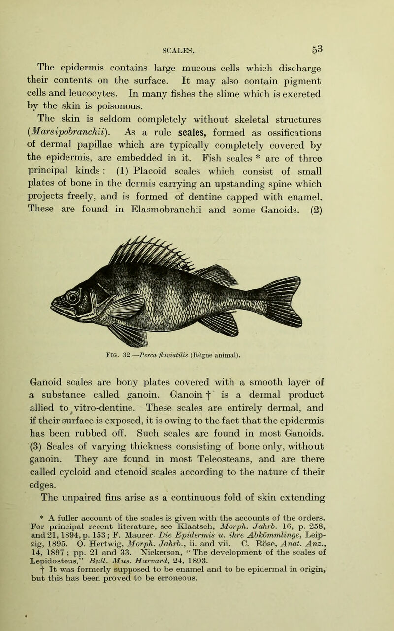 The epidermis contains large mucous cells which discharge their contents on the surface. It may also contain pigment cells and leucocytes. In many fishes the slime which is excreted by the skin is poisonous. The skin is seldom completely without skeletal structures {Marsipobranchii). As a rule scales, formed as ossifications of dermal papillae which are typically completely covered by the epidermis, are embedded in it. Fish scales * are of three principal kinds : (1) Placoid scales which consist of small plates of bone in the dermis carrying an upstanding spine which projects freely, and is formed of dentine capped with enamel. These are found in Elasmobranchii and some Ganoids. (2) Fig. 32.—Perea flueiatUis (RSgne animal). Ganoid scales are bony plates covered with a smooth layer of a substance called ganoin. Ganoin f is a dermal product allied to^vitro-dentine. These scales are entirely dermal, and if their surface is exposed, it is owing to the fact that the epidermis has been rubbed off. Such scales are found in most Ganoids. (3) Scales of varying thickness consisting of bone only, without ganoin. They are found in most Teleosteans, and are there called cycloid and ctenoid scales according to the nature of their edges. The unpaired fins arise as a continuous fold of skin extending * A fuller account of the scales is given with the accounts of the orders. For principal recent literature, see Klaatsch, Morph. Jahrb. 16, p. 258, and21,1894,p. 153; F. Maurer Die Epidermis u. ihre Abkommlinge, Leip- zig, 1895. O. Hertwig, Morph. Jahrb., ii. and vii. C. Rose, Anai. Anz., 14, 1897 ; pp. 21 and 33. Nickerson, “The development of the scales of Lepidosteus,” Bull. Mus. Harvard, 24, 1893. t It was formerly supposed to be enamel and to be epidermal in origin, but this has been proved to be erroneous.