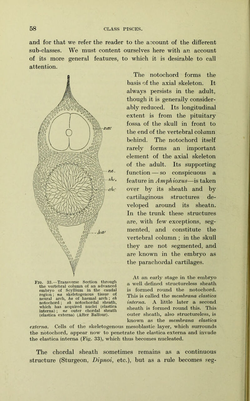 and for that we refer the reader to the account of the different sub-classes. We must content ourselves here with an account of its more general features, to which it is desirable to call attention. The notochord forms the basis of the axial skeleton. It always persists in the adult, though it is generally consider- ably reduced. Its longitudinal extent is from the pituitary fossa of the skull in front to the end of the vertebral column behind. The notochord itself rarely forms an important element of the axial skeleton of the adult. Its supporting function — so conspicuous a feature in Amphioxus—is taken over by its sheath and by cartilaginous structures de- veloped around its sheatn. In the trunk these structures are, with few exceptions, seg- mented, and constitute the vertebral column ; in the skull they are not segmented, and are known in the embryo as the parachordal cartilages. Fig. 33.—Transverse Section through the vertebral column of an advanced embryo of Scyllium in the caudal region; no. skeletogenous tissue of neural arch, ha of haemal arch ; eft notochord; sft notochordal sheath, which has acquired nuclei (elastica interna); ne outer chordal sheath (elastica externa) (After Balfour). At an early stage in the embryo a well defined structureless sheath is formed round the notochord. This is called the membrana elastica interna. A little later a second sheath is formed round this. This outer sheath, also structureless, is known as the membrana elastica externa. Cells of the skeletogenous mesoblastic layer, which surrounds the notochord, appear now to penetrate the elastica externa and invade the elastica interna (Fig. 33), which thus becomes nucleated. The chordal sheath sometimes remains as a continuous structure (Sturgeon, Dipnoi, etc.), but as a rule becomes seg-