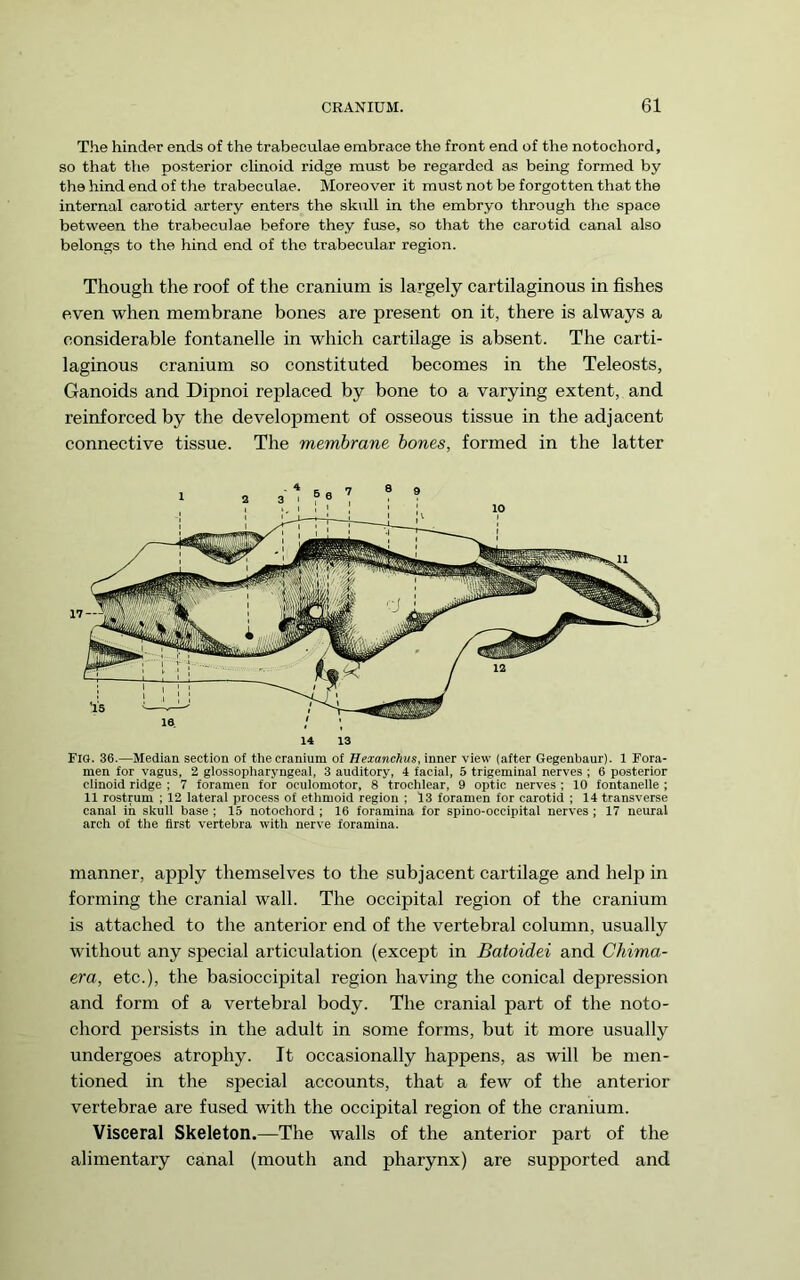 T.he hinder ends of the trabeculae embrace the front end of the notochord, so that the posterior cHnoid ridge must be regarded as being formed by the hind end of tlie trabeculae. Moreover it must not be forgotten that the internal carotid artery enters the sk\ill in the embryo through the space between the trabeculae before they fuse, so that the carotid canal also belongs to the hind end of the trabecular region. Though the roof of the cranium is largely cartilaginous in fishes even when membrane bones are present on it, there is always a considerable fontanelle in which cartilage is absent. The carti- laginous cranium so constituted becomes in the Teleosts, Ganoids and Dipnoi replaced by bone to a varying extent, and reinforced by the development of osseous tissue in the adjacent connective tissue. The membrane hones, formed in the latter Fig. 36.—Median section of the cranium of Hexanchus, inner view (after Gegenbaur). 1 Fora- men for vagus, 2 glossopharyngeal, 3 auditory, 4 facial, 5 trigeminal nerves ; 6 posterior clinoid ridge ; 7 foramen for oculomotor, 8 trochlear, 9 optic nerves ; 10 fontanelle ; 11 rostrum ; 12 lateral process of ethmoid region ; 13 foramen for carotid ; 14 transverse canal in skull base ; 15 notochord; 16 foramina for spino-occipital nerves ; 17 neural arch of the first vertebra with nerve foramina. manner, apply themselves to the subjacent cartilage and help in forming the cranial wall. The occipital region of the cranium is attached to the anterior end of the vertebral column, usually without any special articulation (except in Batoidei and Chima- era, etc.), the basioccipital region having the conical depression and form of a vertebral body. The cranial part of the noto- chord persists in the adult in some forms, but it more usually undergoes atrophy. It occasionally happens, as will be men- tioned in the special accounts, that a few of the anterior vertebrae are fused with the occipital region of the cranium. Visceral Skeleton.—The walls of the anterior part of the alimentary canal (mouth and pharynx) are supported and