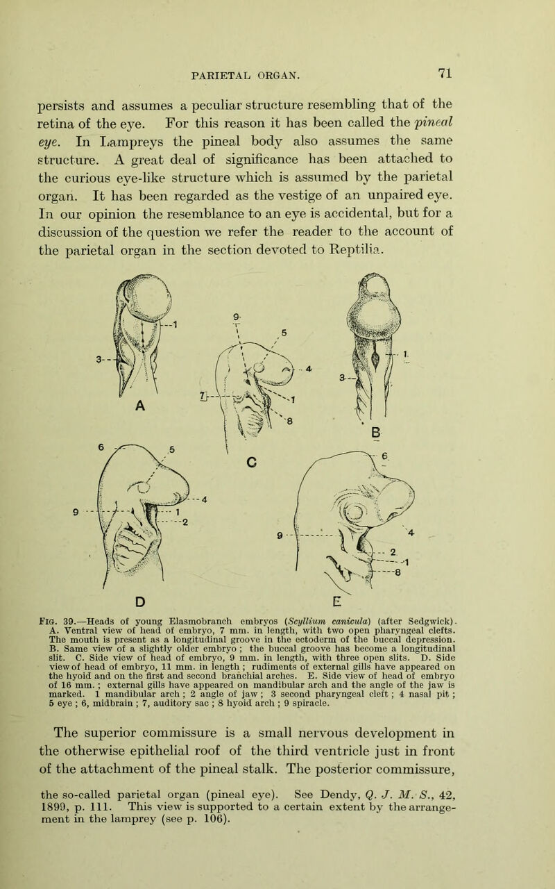 PARIETAL ORGAN. persists and assumes a peculiar structure resembling that of the retina of the eye. For this reason it has been called the 'pineal eye. In I/ampreys the pineal body also assumes the same structure. A great deal of significance has been attached to the curious eye-like structure which is assumed by the parietal organ. It has been regarded as the vestige of an unpaired eye. In our opinion the resemblance to an eye is accidental, but for a discussion of the question we refer the reader to the account of the parietal organ in the section devoted to Reptilia. Fia. 39.—Heads of young Elasmobranch embryos {Scyllium canicula) (after Sedgwick). A. Ventral view of head of embryo, 7 mm. in length, with two open pharyngeal clefts. The mouth is present as a longitudinal groove in the ectoderm of the buccal depression. B. Same view of a slightly older embryo; the buccal groove has become a longitudinal slit. C. Side view of head of embryo, 9 mm. in length, with three open slits. D. Side view of head of embryo, H mm. in length; rudiments of external gills have appeared on the hyoid and on the first and second branchial arches. E. Side view of head of embryo of 16 mm. ; external gills have appeared on mandibular arch and the angle of the jaw is marked. 1 mandibular arch ; 2 angle of jaw; 3 second pharyngeal cleft; 4 nasal pit ; 5 eye ; 6, midbrain ; 7, auditory sac ; 8 hyoid arch ; 9 spiracle. The superior commissure is a small nervous development in the otherwise epithelial roof of the third ventricle just in front of the attachment of the pineal stalk. The posterior commissure, the so-called parietal organ (pineal eye). See Dendy, Q. J. M. S., 42, 1899, p. 111. This view is supported to a certain extent by the arrange- ment in the lamprey (see p. 106).