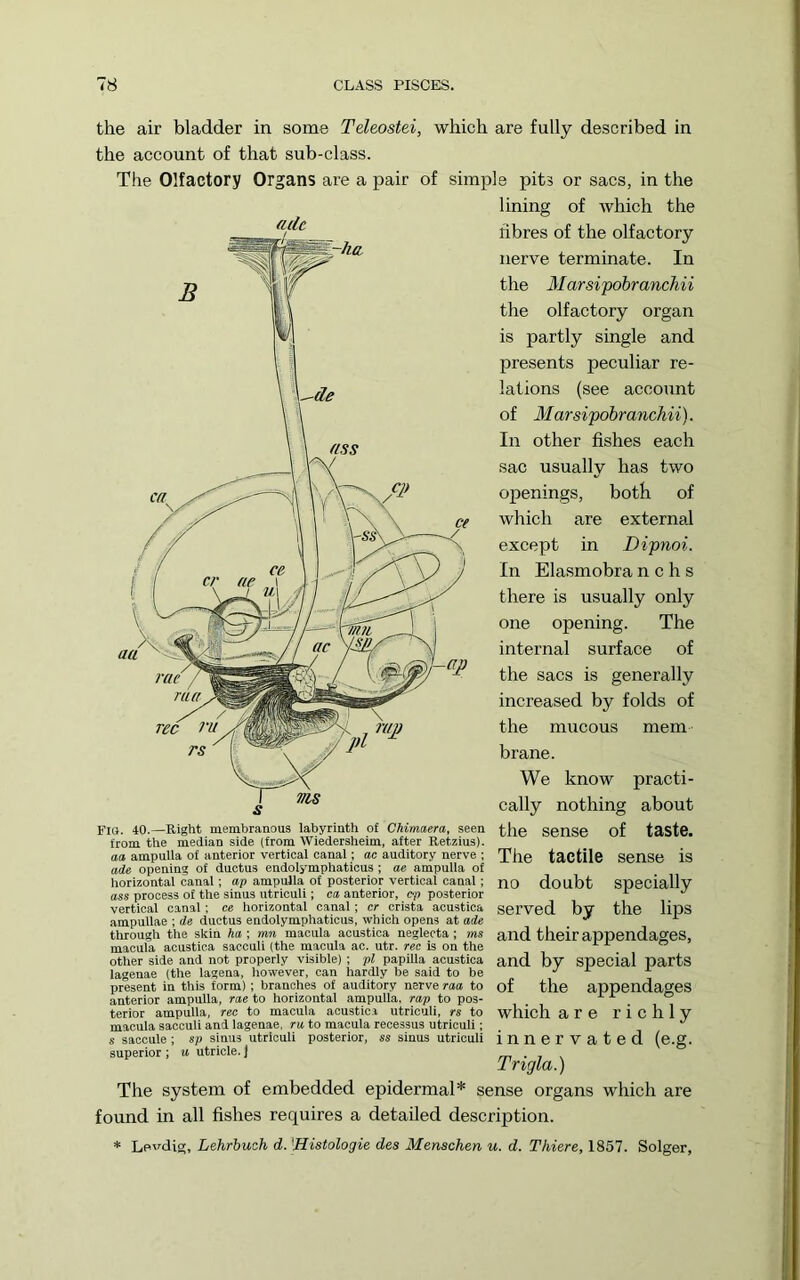 the air bladder in some Teleostei, which are fully described in the account of that sub-class. The Olfactory Organs are a pair of simple pits or sacs, in the lining of which the fibres of the olfactory nerve terminate. In the Marsipobranchii the olfactory organ is partly single and presents peculiar re- lations (see account of Marsipobranchii). In other fishes each sac usually has two openings, both of which are external except in Dipnoi. In Elasmobra n c h s there is usually only one opening. The internal surface of the sacs is generally increased by folds of the mucous mem brane. We know practi- cally nothing about FIG. 40.—Right membranous labyrinth of Chimaera, seen t,he SenSe of tSSte. from the median side (from Wiedersheim, after Retzius). o« ampulla of anterior vertical canal; ac auditory nerve ; The tactile Sense is ade opening of ductus endolymphaticus ; ae ampulla of horizontal canal; ap ampulla of posterior vertical canal; no doubt Specially ass process of the sinus utriculi; ca anterior, op posterior ^ vertical canal; ce horizontal canal; cr crista acustica served bv the lipS ampullae ; de ductus endolymphaticus, which opens at ade _ ^ ^ through the skin ha ; mn macula acustica neglecta; ms and their appendages, macula acustica sacculi (the macula ac. utr. rec is on the ” other side and not properly visible) ; pi papilla acustica and by special parts lageuae (the lagena, however, can hardly be said to be j i. a present in this form) ; branches of auditory nerve raa to of the appendages anterior ampulla, rae to horizontal ampulla, rap to pos- . ^ ^ ° terior ampulla, rec to macula acustica utriculi, rs to which are richly macula sacculi and lagenae. ru to macula recessus utriculi; s saccule ; sp sinus utriculi posterior, ss sinus utriculi innervated (e.g. superior ; u utricle, j m t . Trigla.) The system of embedded epidermal* sense organs which are found in all fishes requires a detailed description. * Lpvdicr, Lehrbuch d. Wistologie des Menschen u. d. Thiere, 1857. Solger,